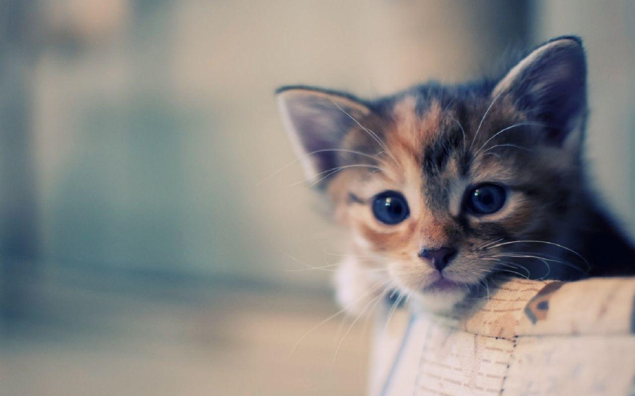 Cute Cat Desktop Photo. Best Image Background