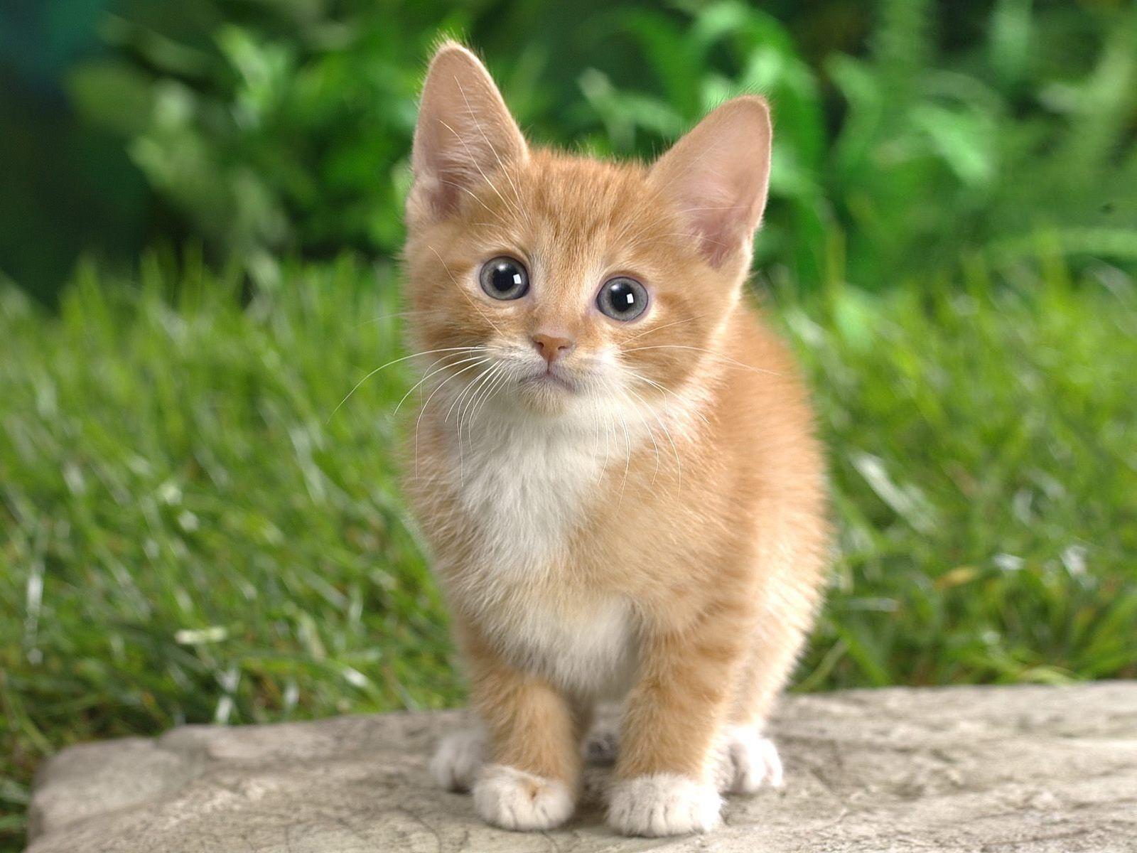 Cute Cat Image For Desktop Wallpaper and Picture