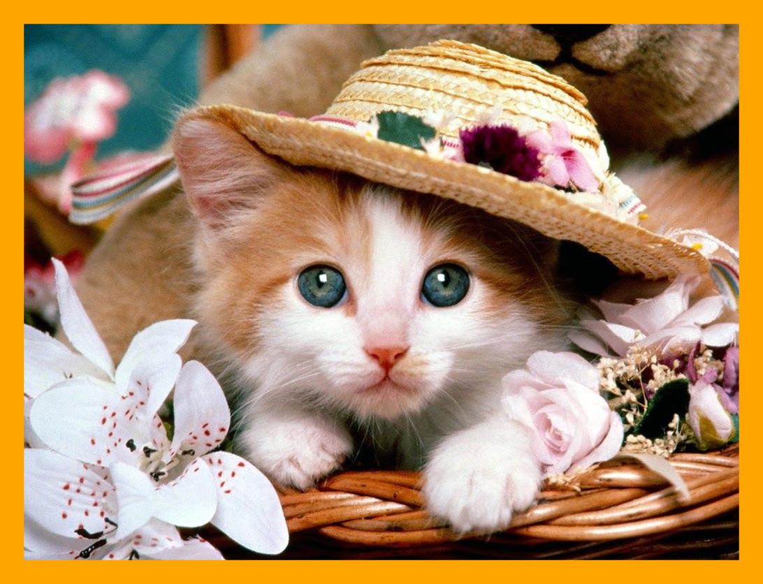 Amazing Cat For Desktop Wallpaperpulse HD Pics Cute Pc Wallpaper