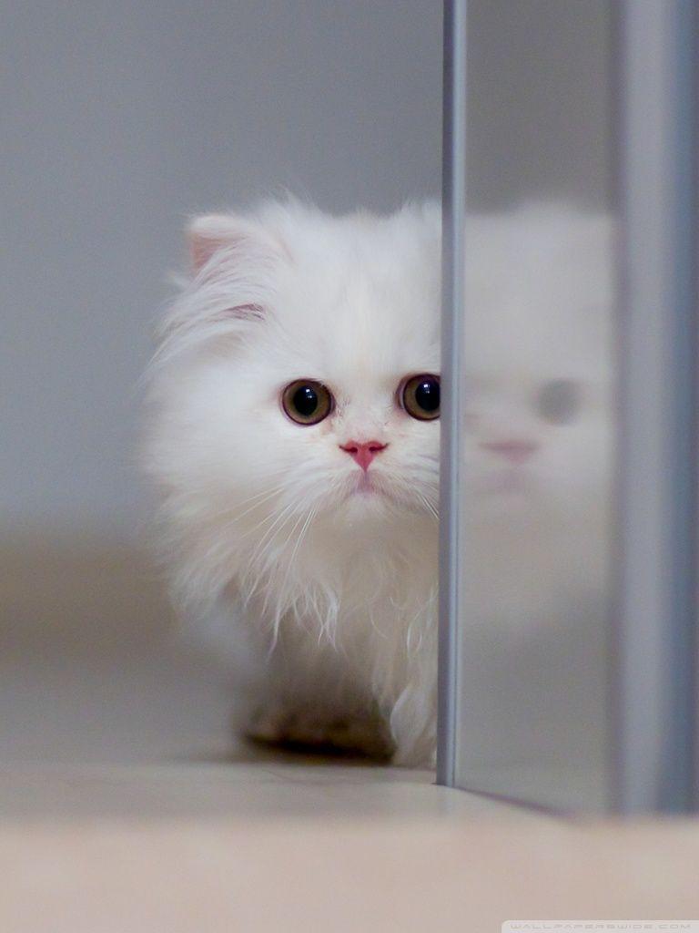 Cute White Cat ❤ 4K HD Desktop Wallpaper for 4K Ultra HD TV • Wide