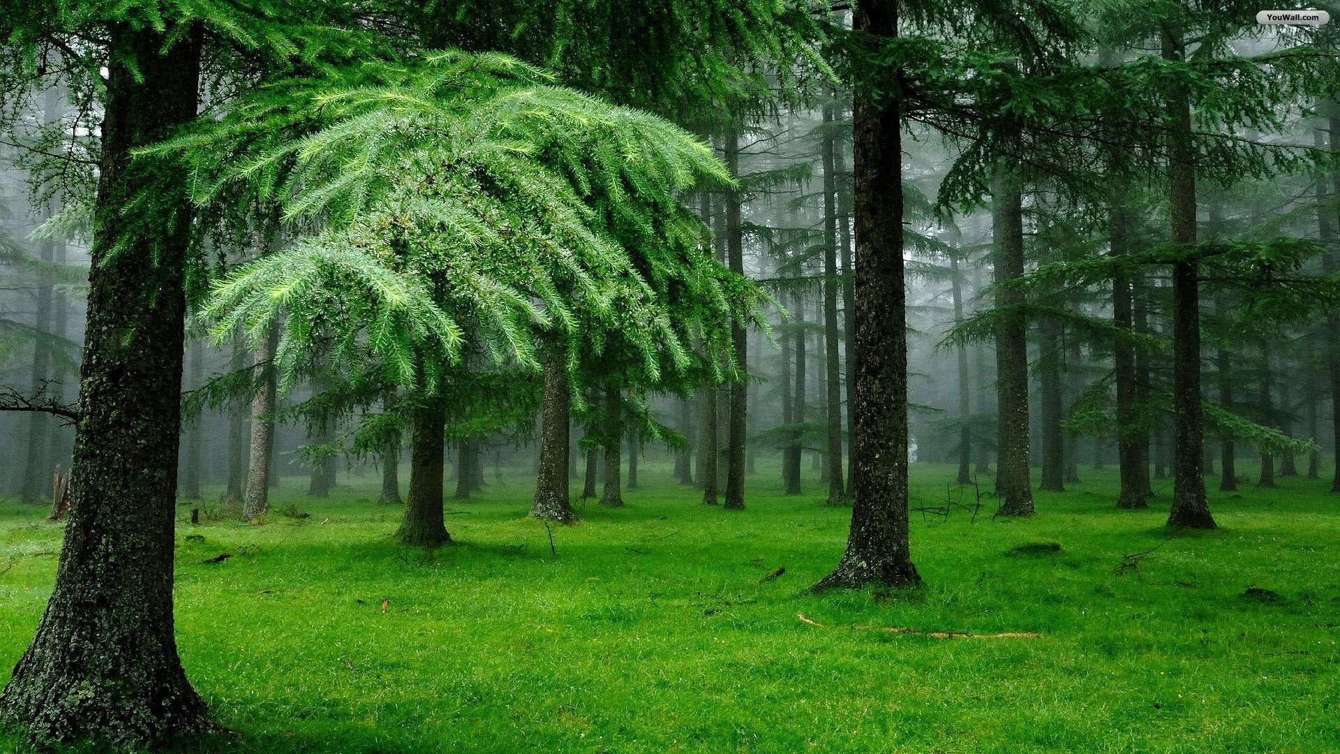 Forest Desktop Background Free