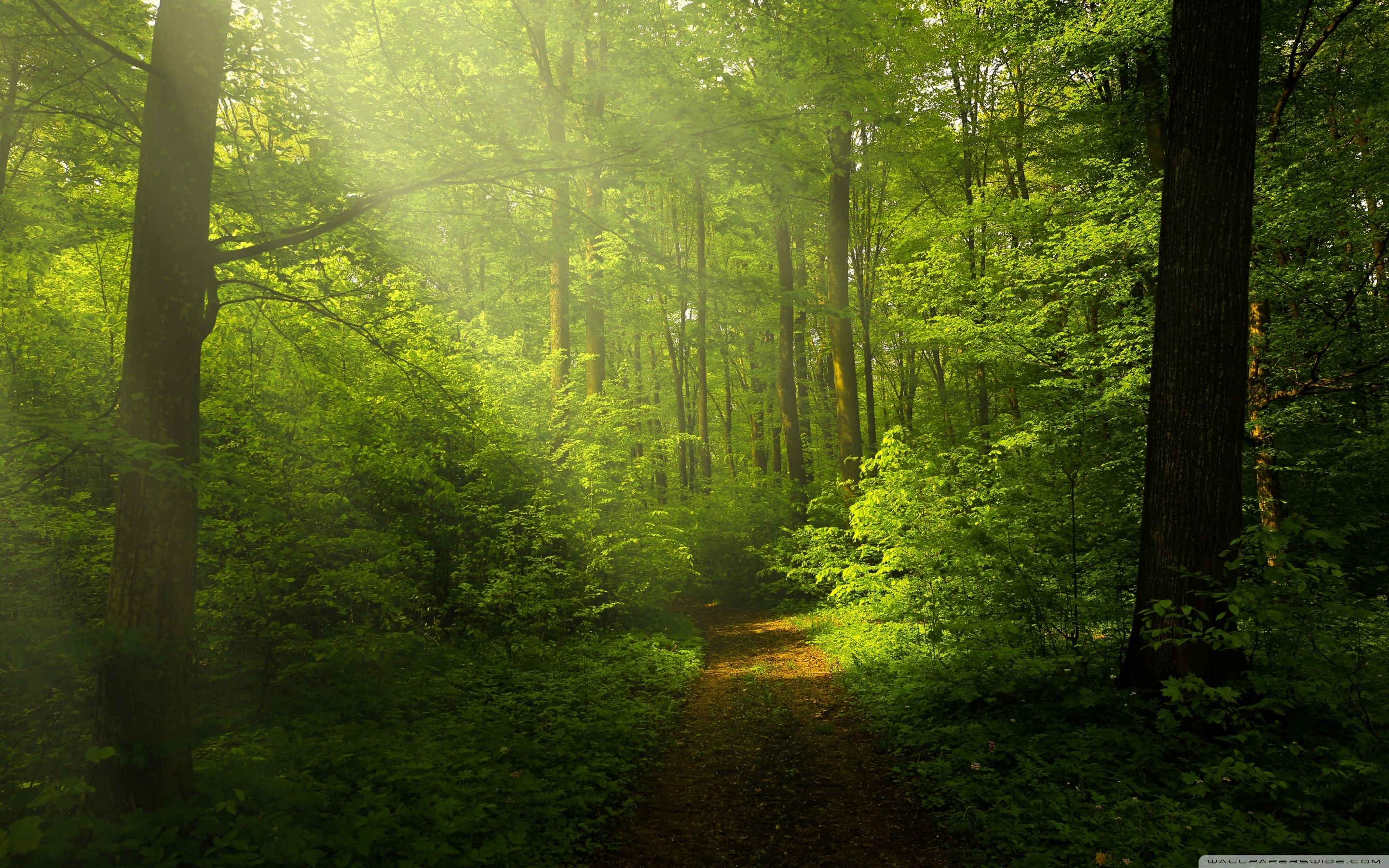 Beautiful Nature Image, Green Forest ❤ 4K HD Desktop