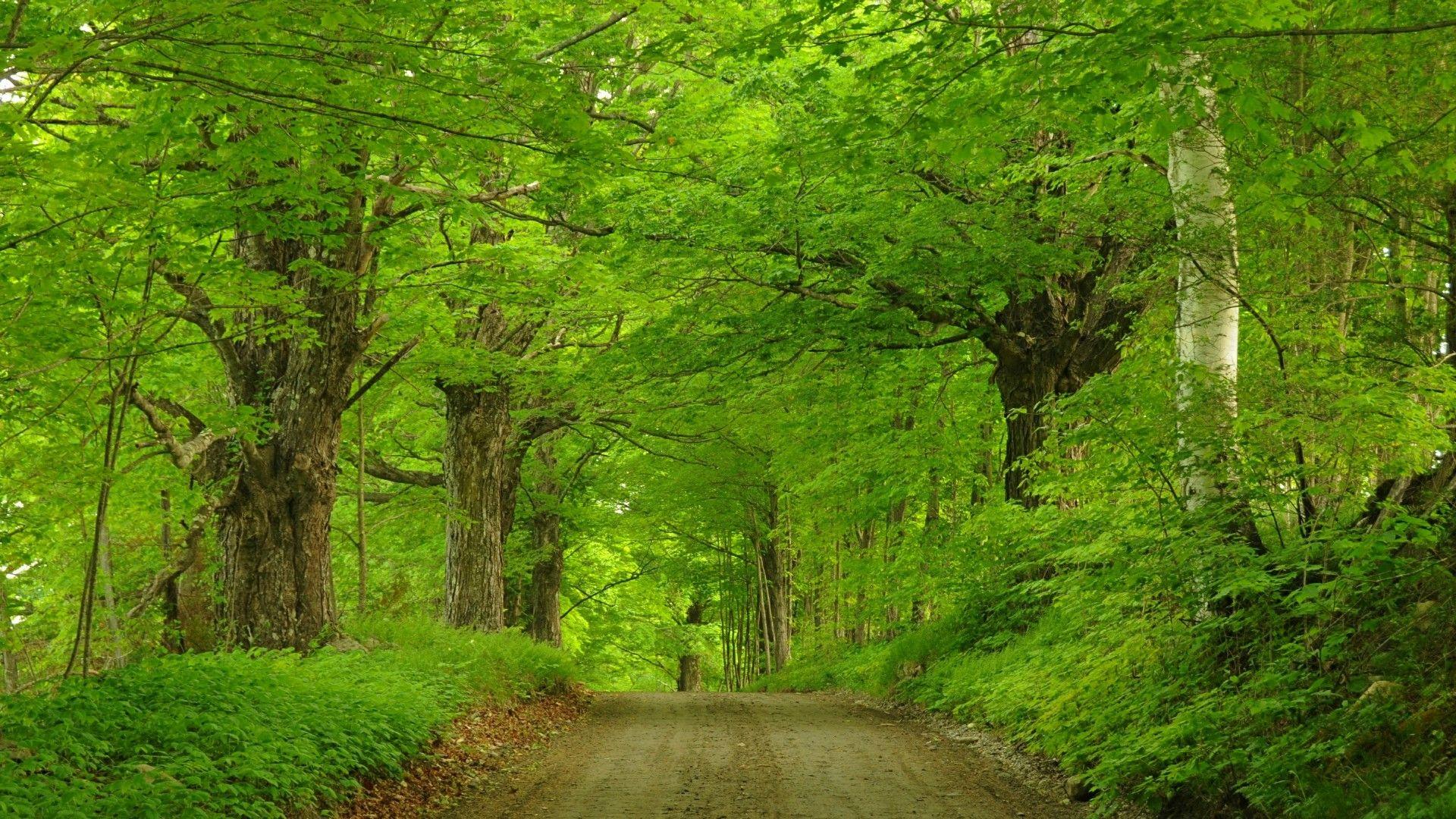 HD Green Forest Wallpapers - Wallpaper Cave