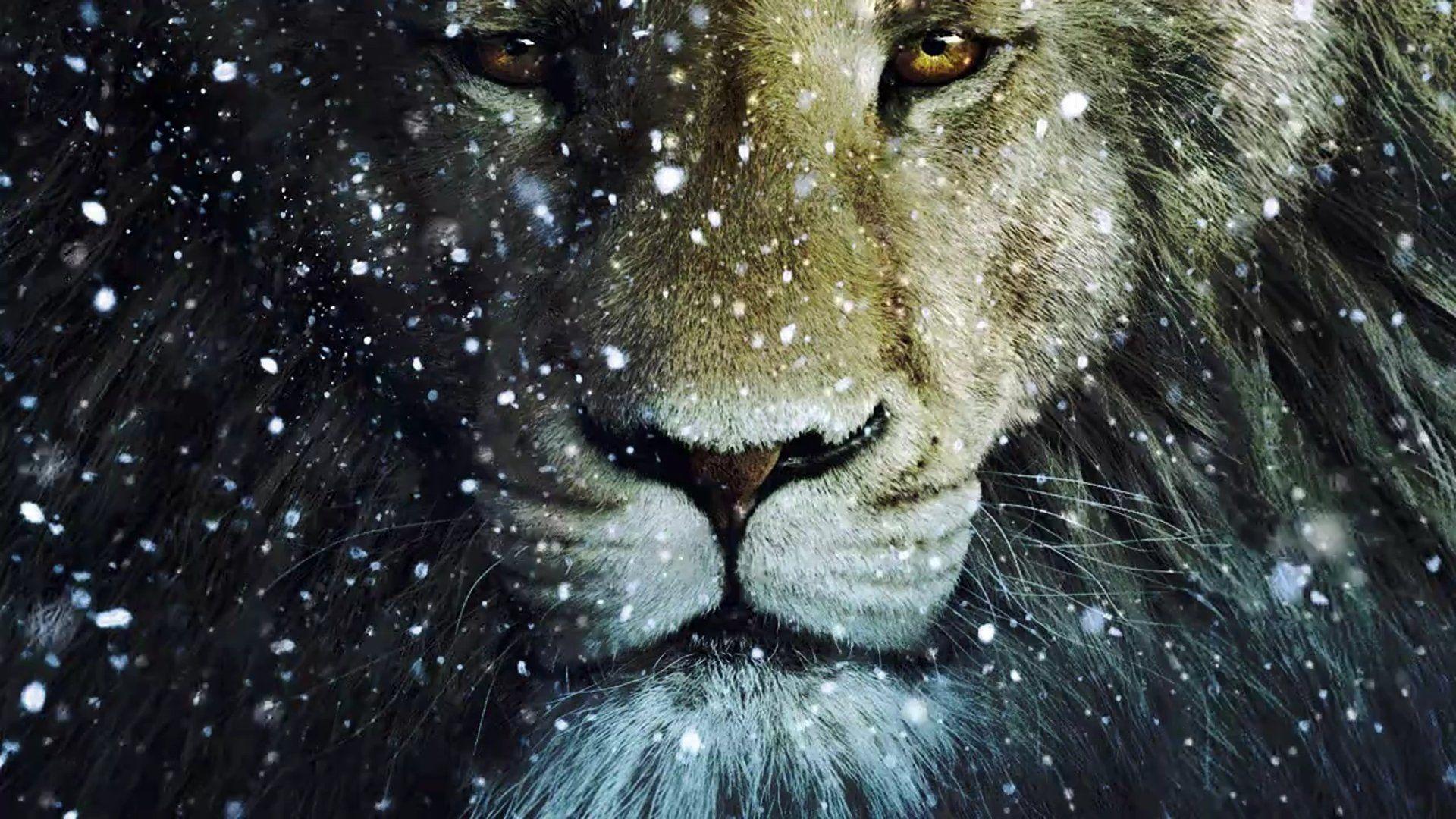 Aslan NARNIA 3 lion Full HD Wallpaper