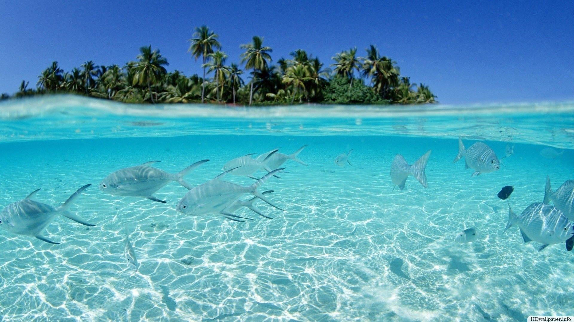 Nature Desktop Background