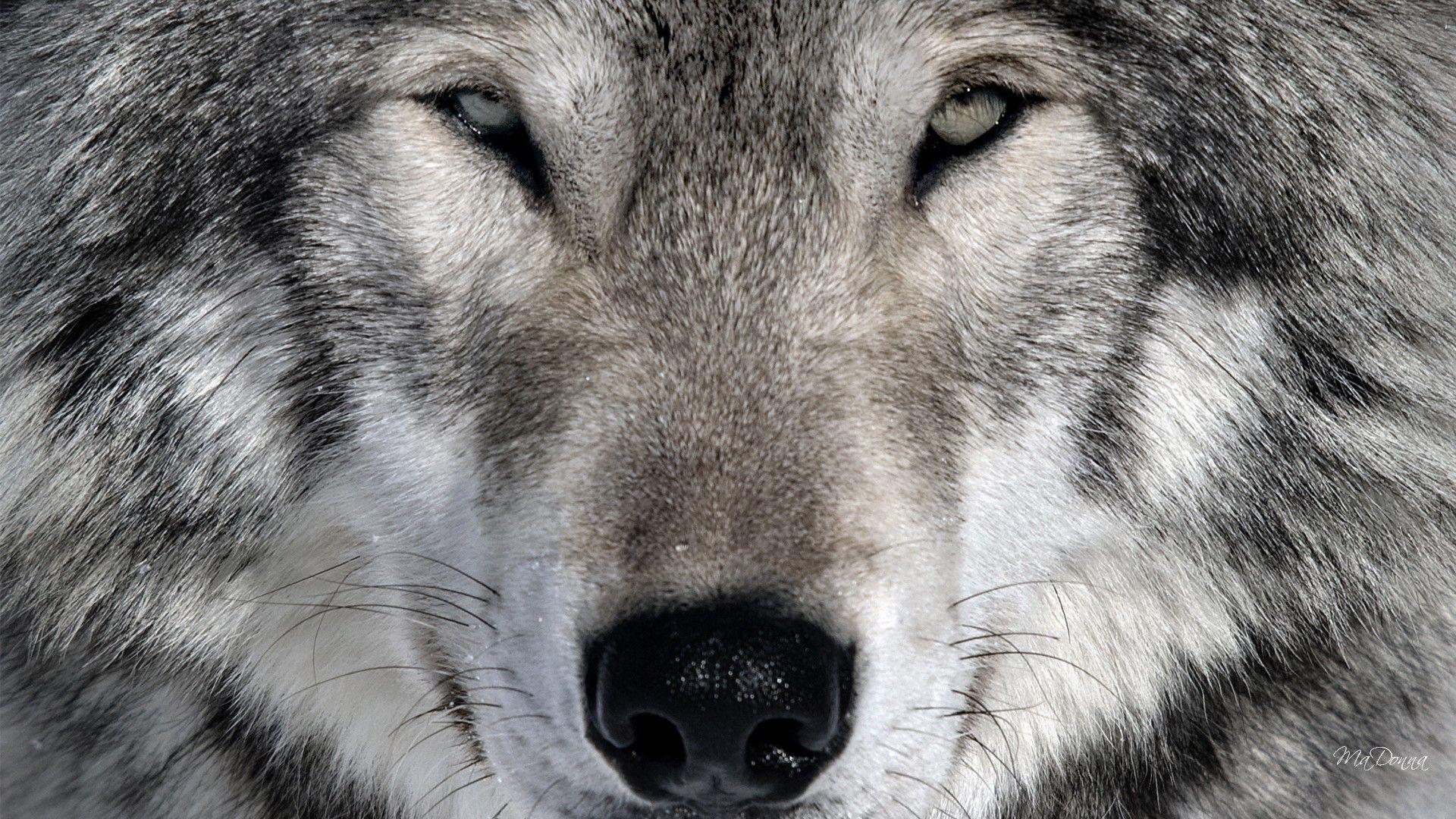 Native American Wolf Backgrounds - Wallpaper Cave