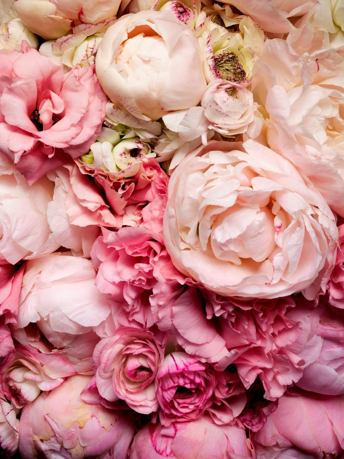 Mobile Compatible Peonies Wallpaper, Peonies Free Background