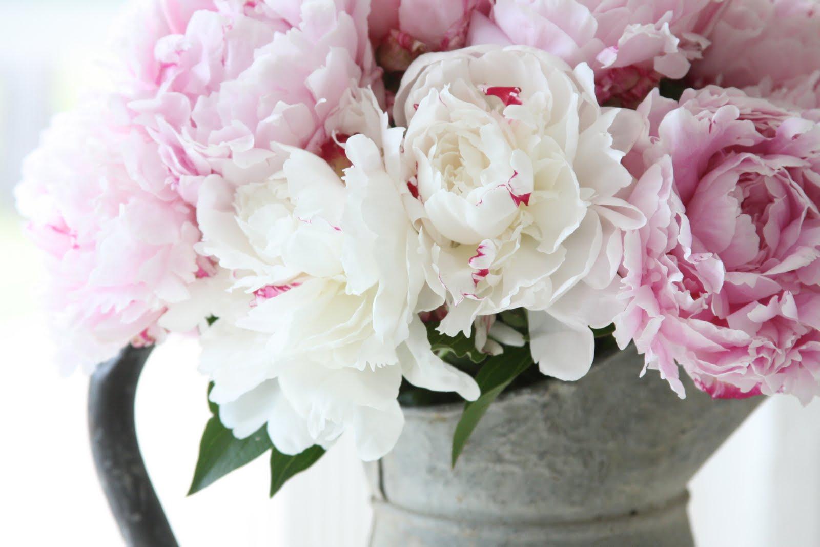 Hite Peonies HD Wallpaper, Background Image