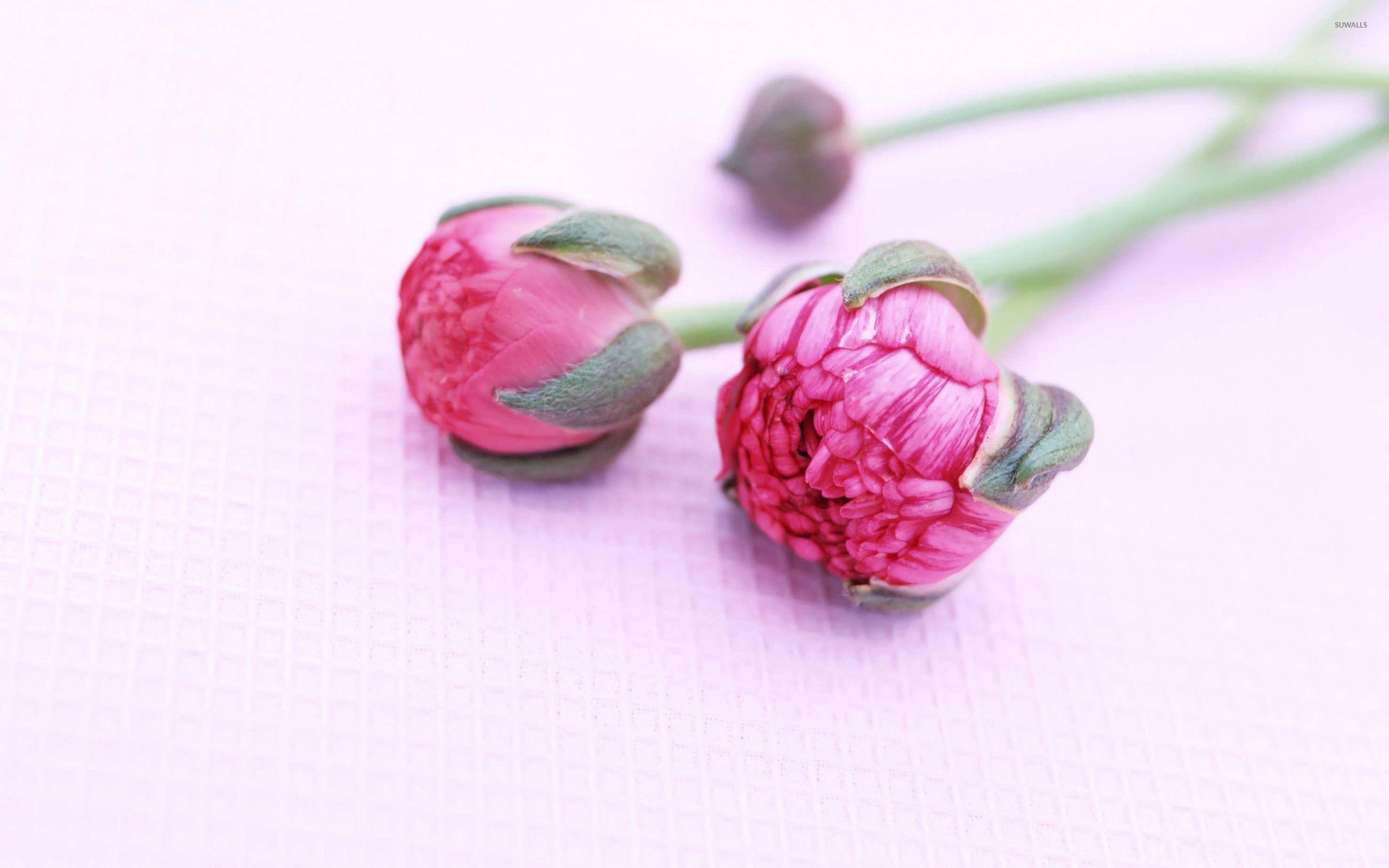 Peonies [2] wallpaper wallpaper
