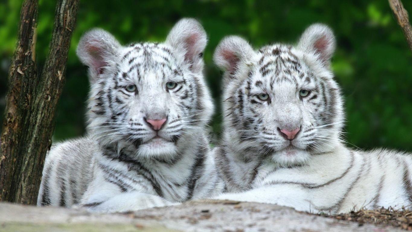 Newborn White Tiger Cubs HD Wallpaper, Background Image