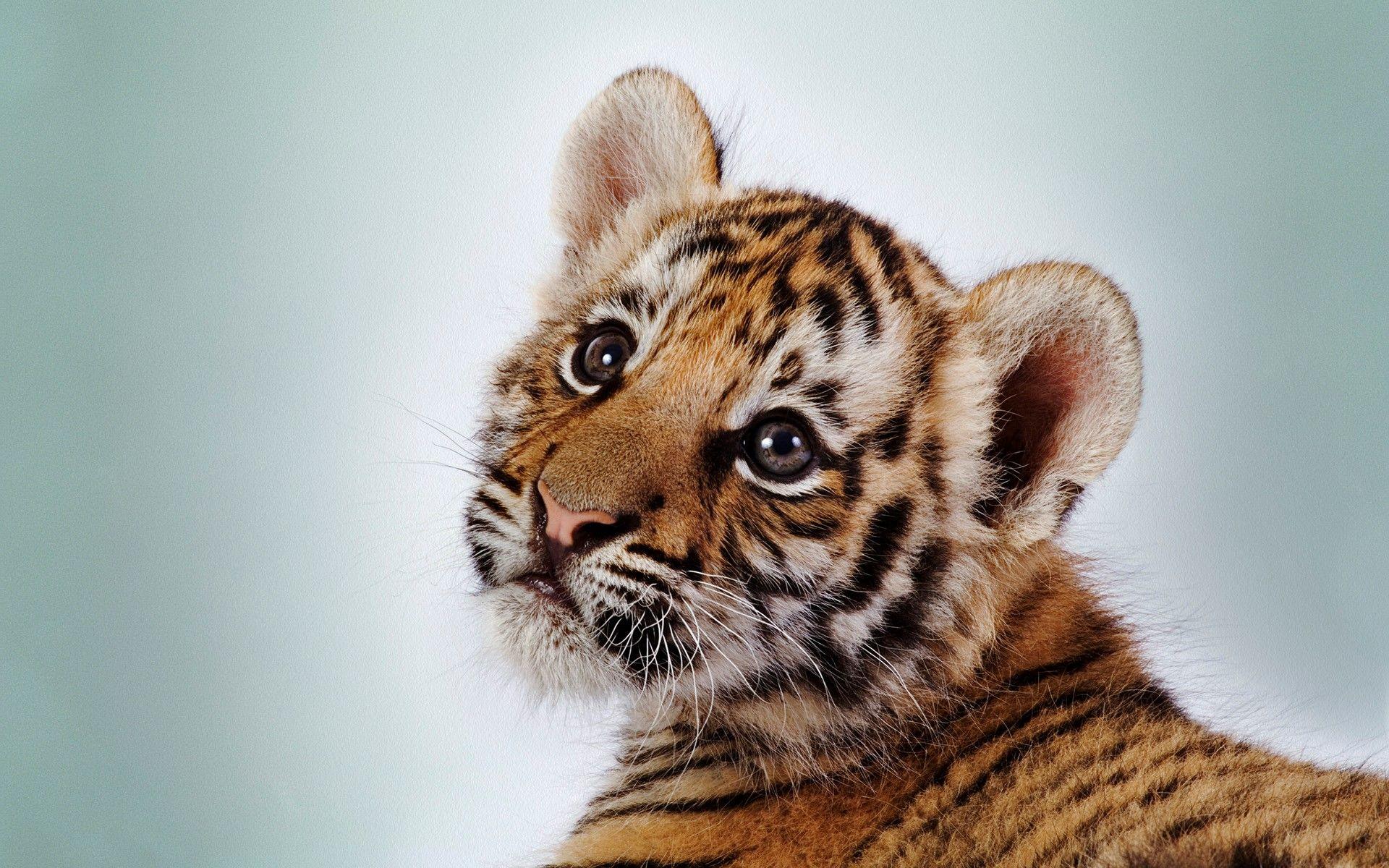 Beautiful Cute Small Baby Tiger Cub HD Wallpaper