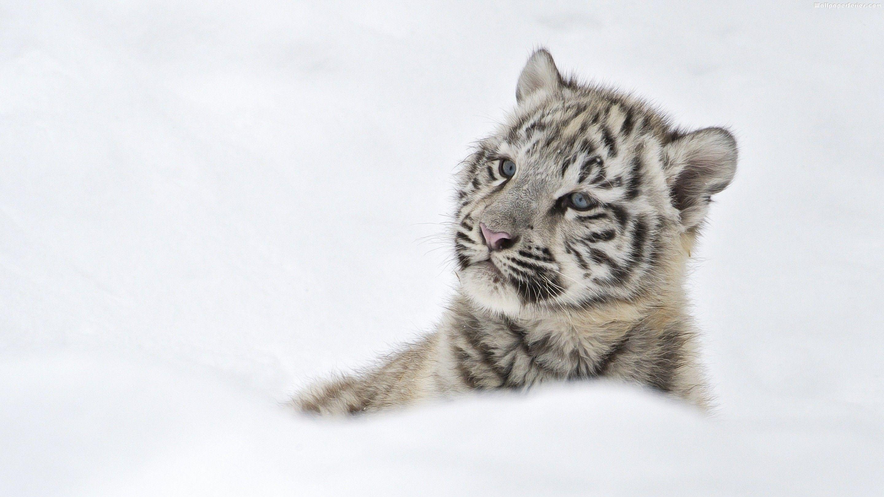 Hite Tiger Cubs In Snow HD Wallpaper, Background Image