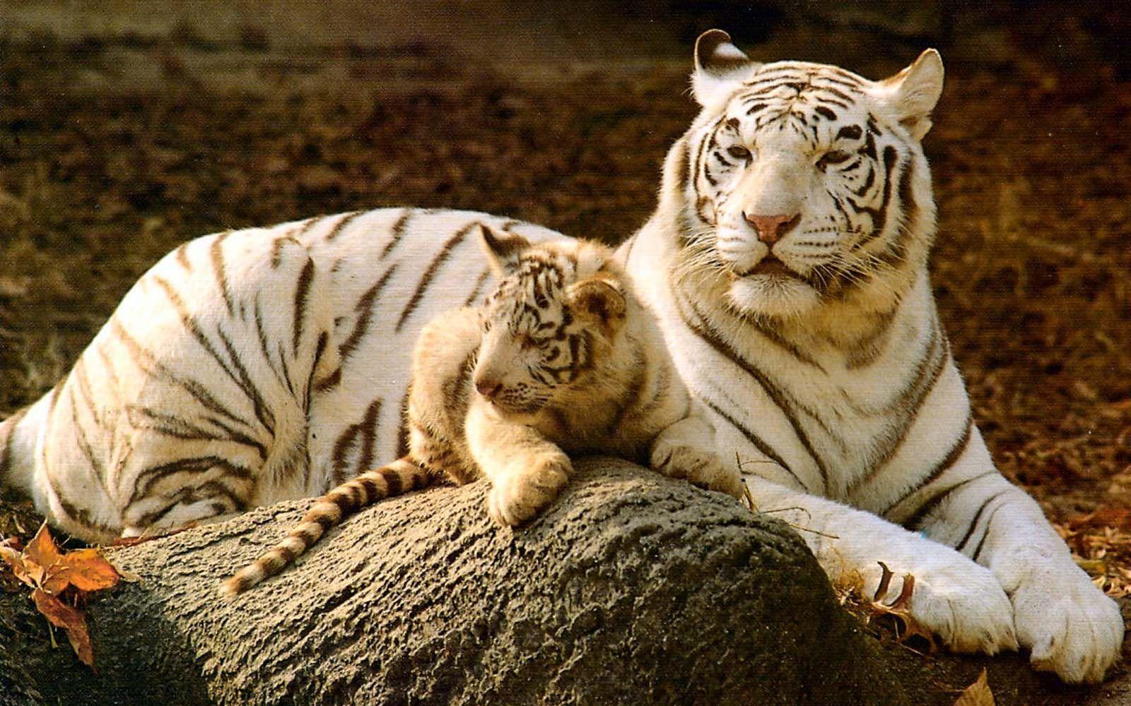 White tiger cub wallpaper HD Tiger HD wallpaper mobile. Wallpaper
