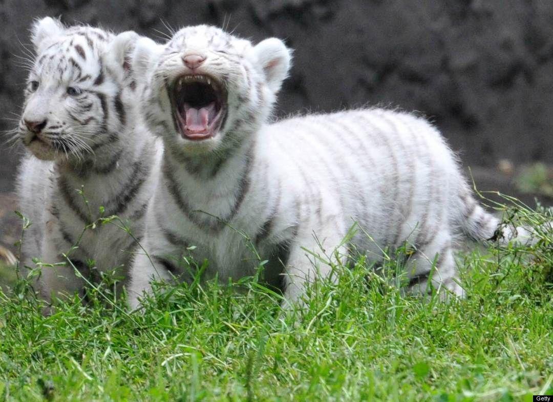 PHOTOS: This Week's Best In Animals - White Tiger Cubs, Baby Hippos