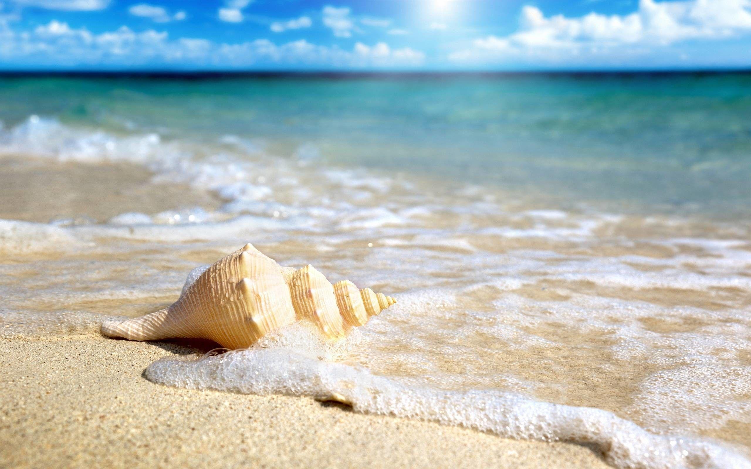 Seashells on the Beach Wallpaper