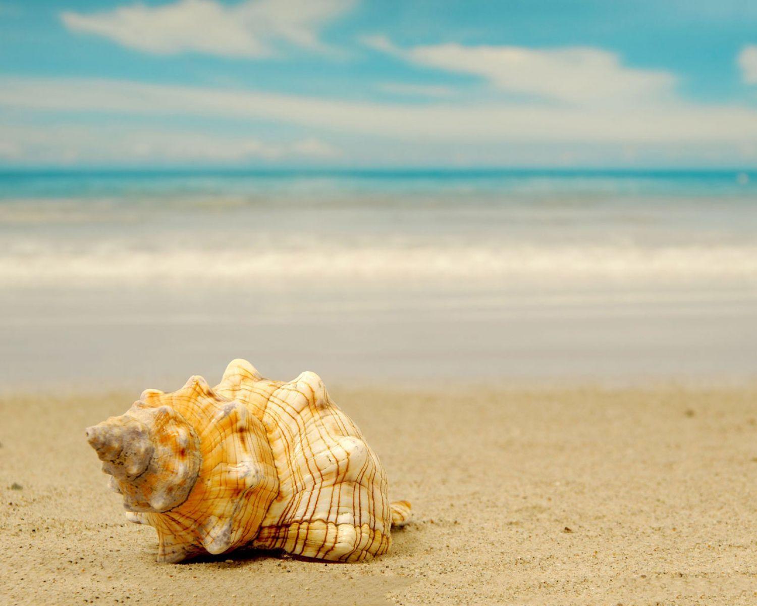 Seashells On Beach. HD Nature Wallpaper for Mobile and Desktop