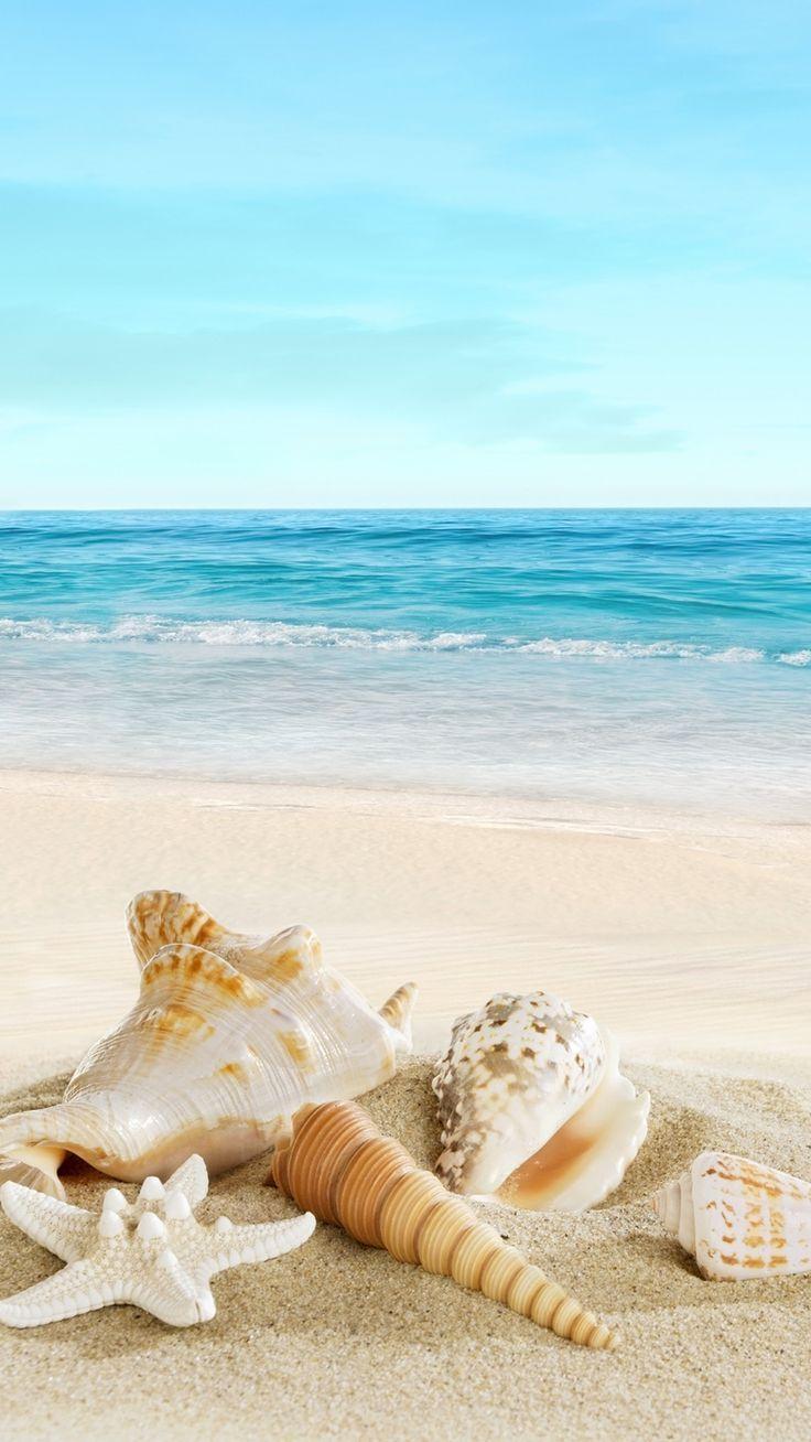 Nature Sunny Sea Shell Beach iPhone 6 wallpaper. Color