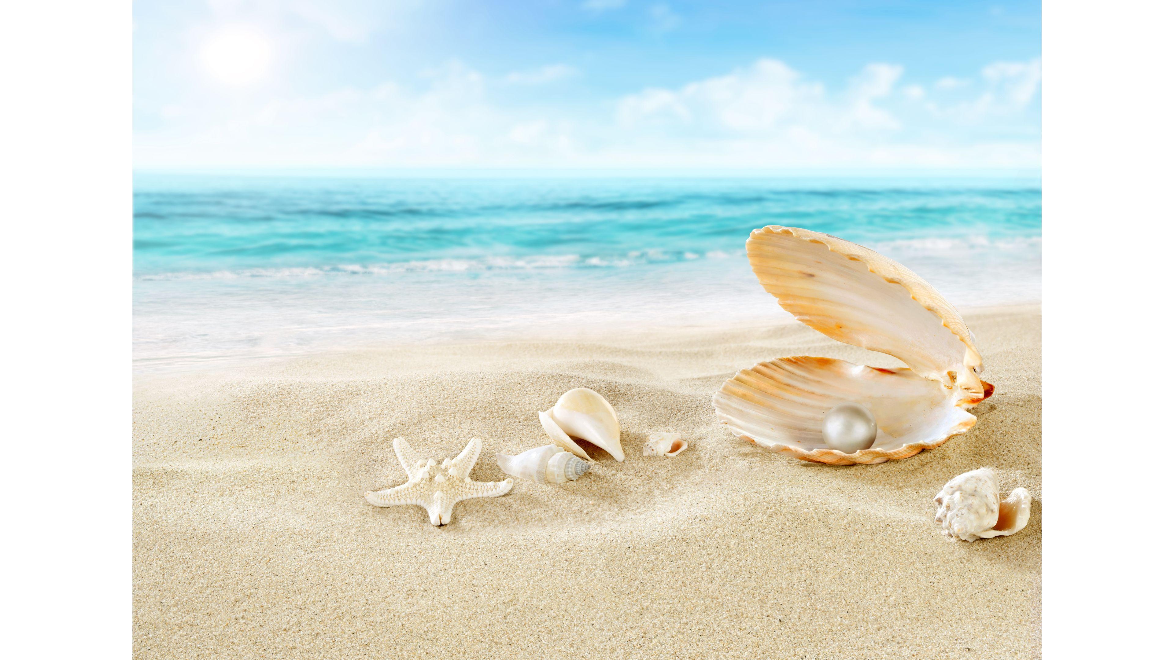 Seashell and Pearl Beach 4K Wallpaper. Free 4K Wallpaper