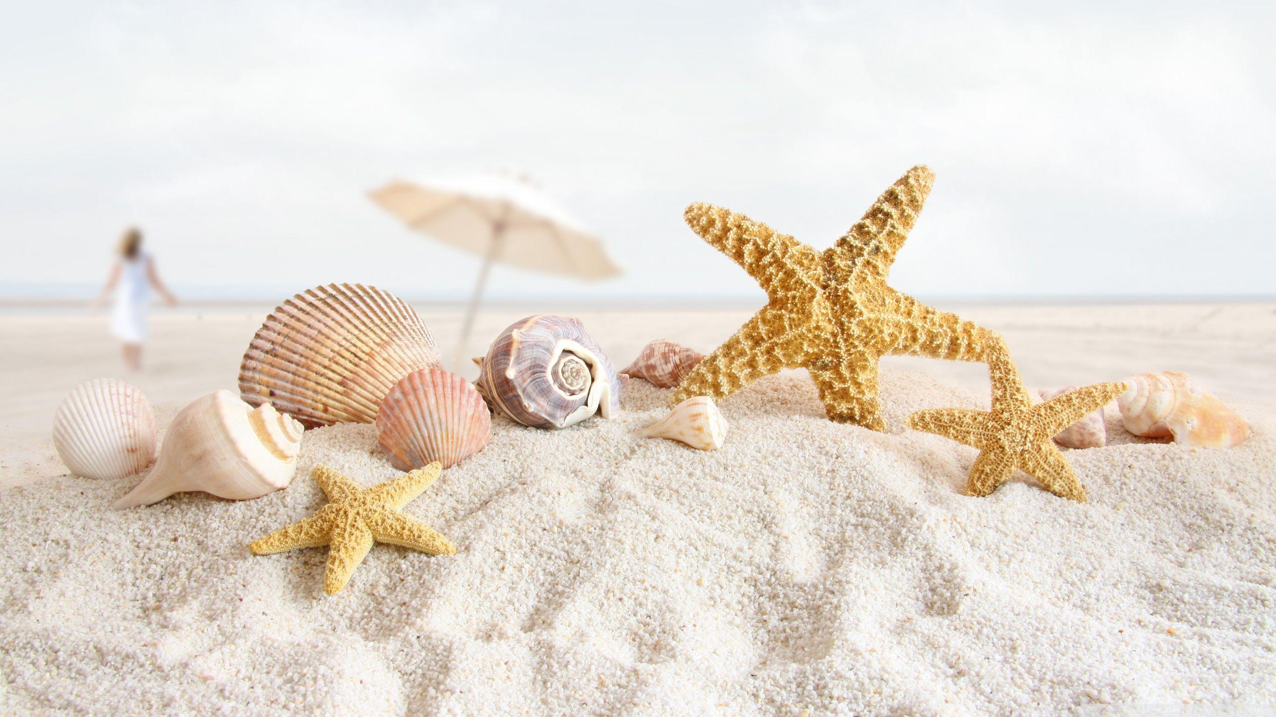 Seashells And Starfish On The Beach ❤ 4K HD Desktop Wallpaper