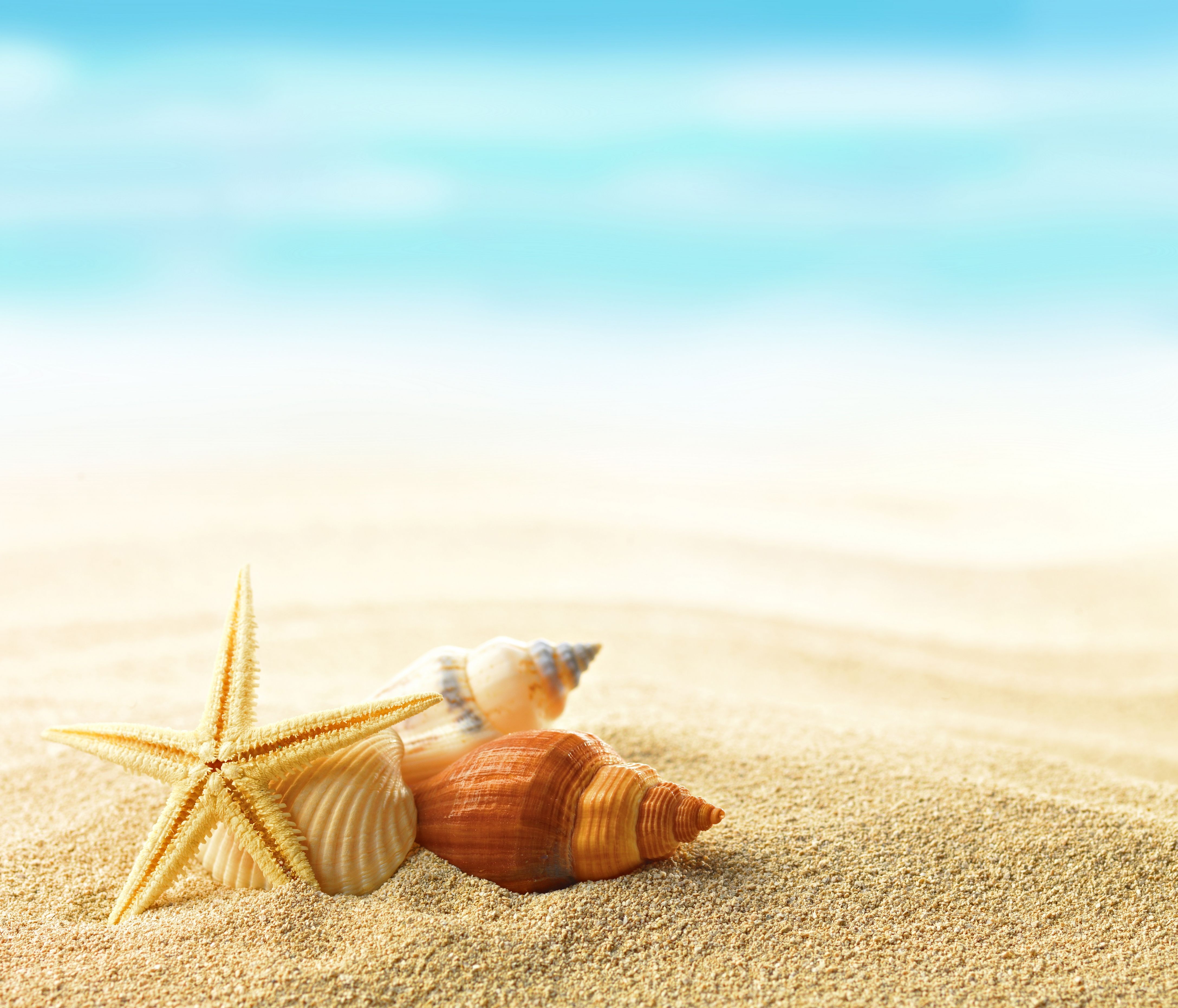 sea, beach, sand, seashells, shells, summer wallpaper