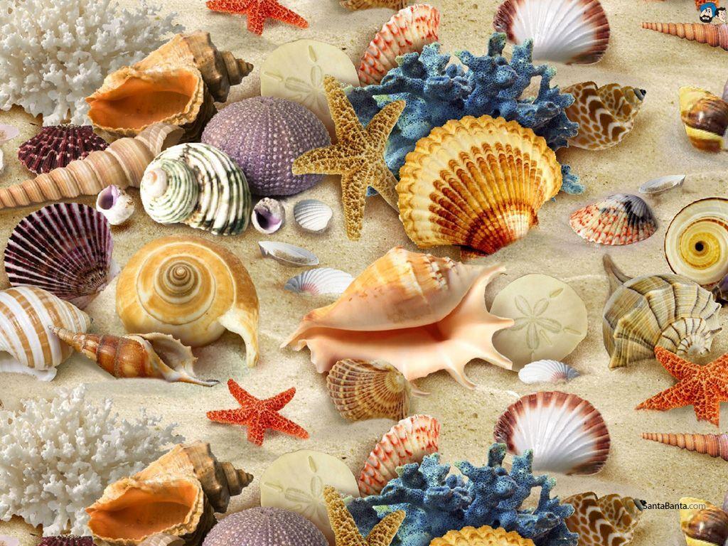 seashells. Seashells Wallpaper. Sea side & Shell's