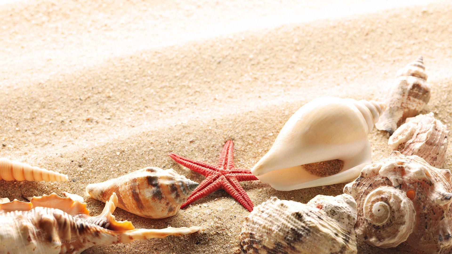 free beach theme photo. Wallpaper Seashells Summer Beach Sand Sun