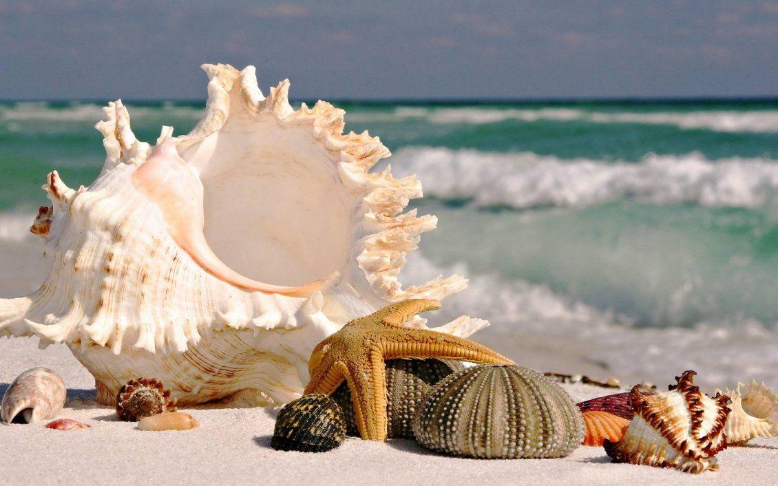Starfishes and shells on the beach beautiful wallpaper