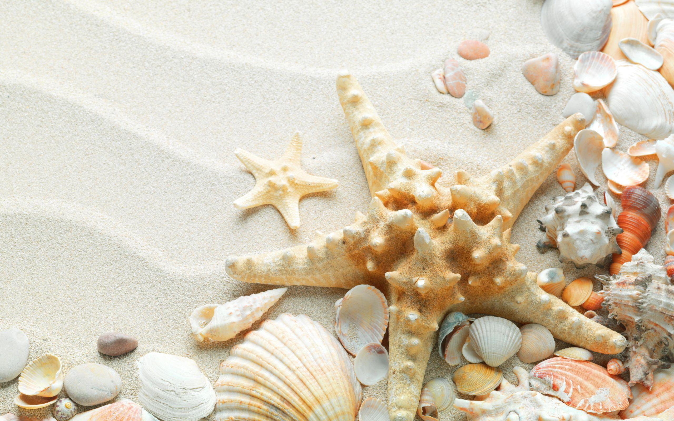 Sea star and shells on white sand