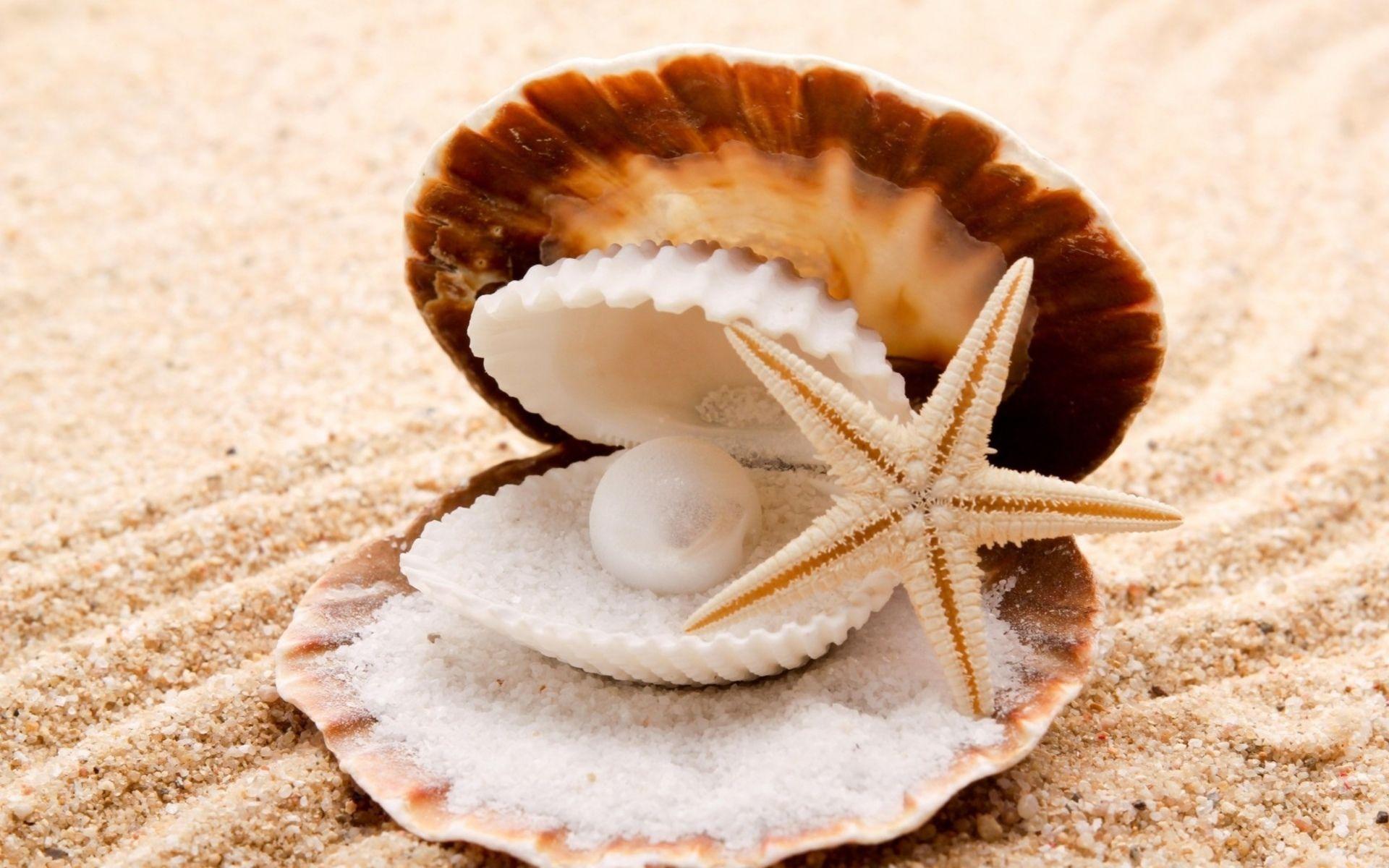 Starfish And Seashells On The Beach HD Wallpaper, Background Image