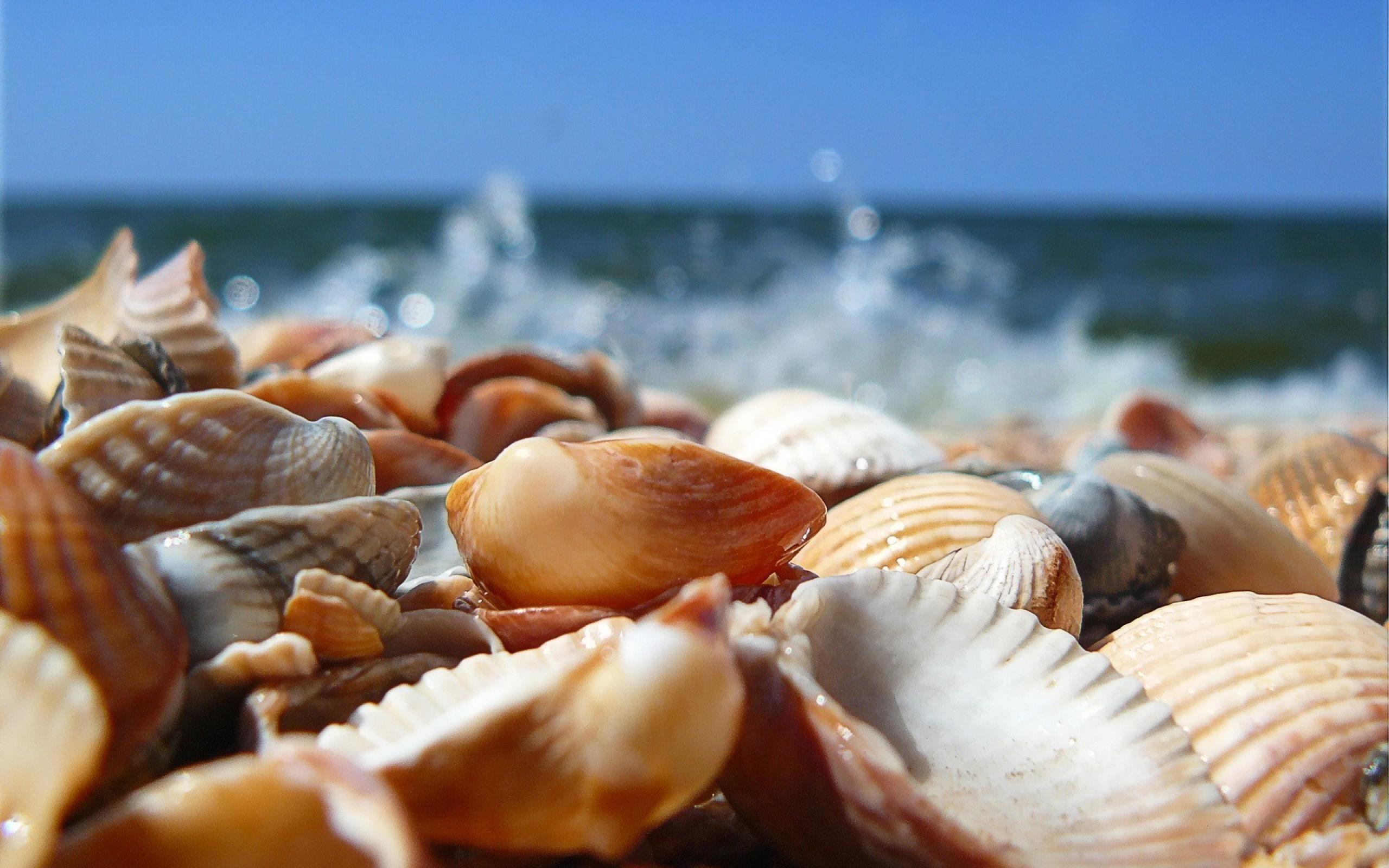 Shells on Beach