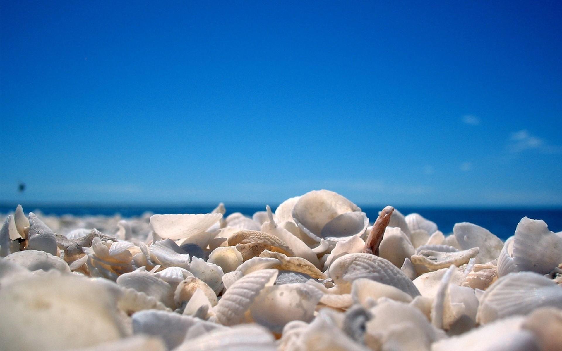 Beach seashells picture wallpaper