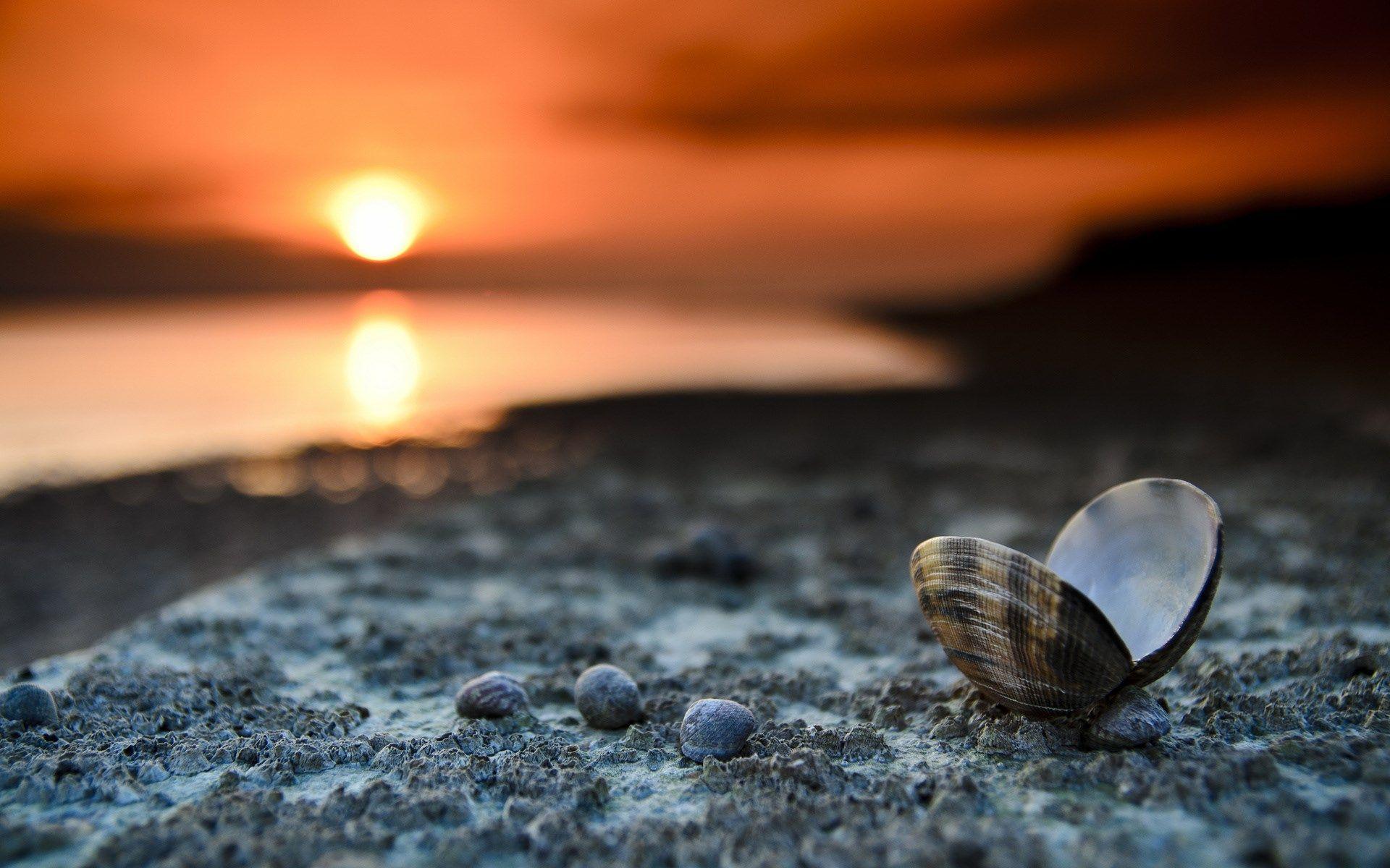 Beach Sunset Landscape Shells Sea Sand Pebbles Desktop Wallpaper
