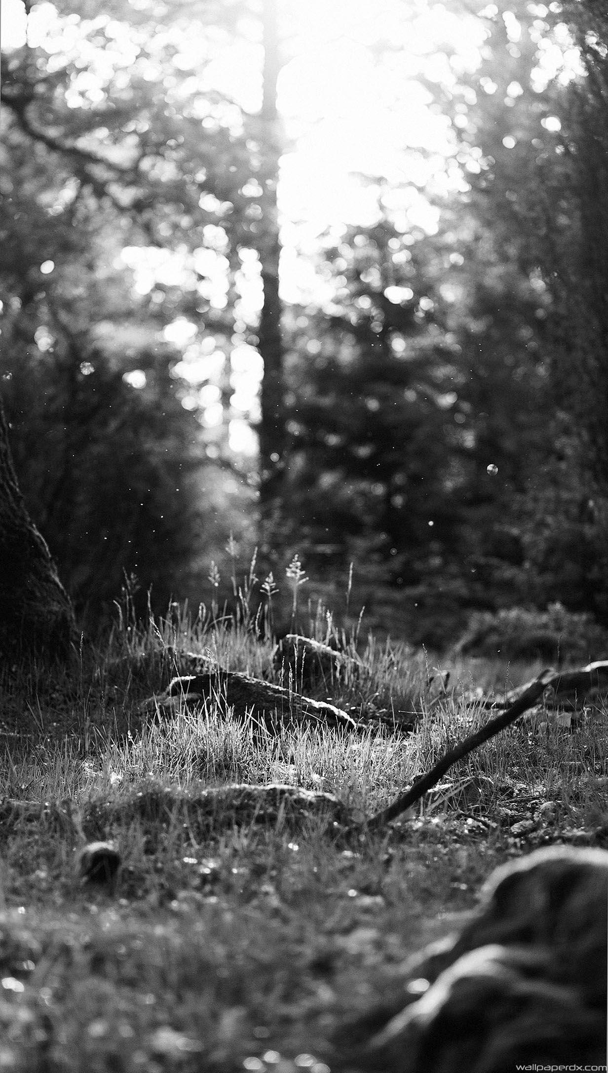Black And White Forest Nature Eerie full HD android Wallpaper