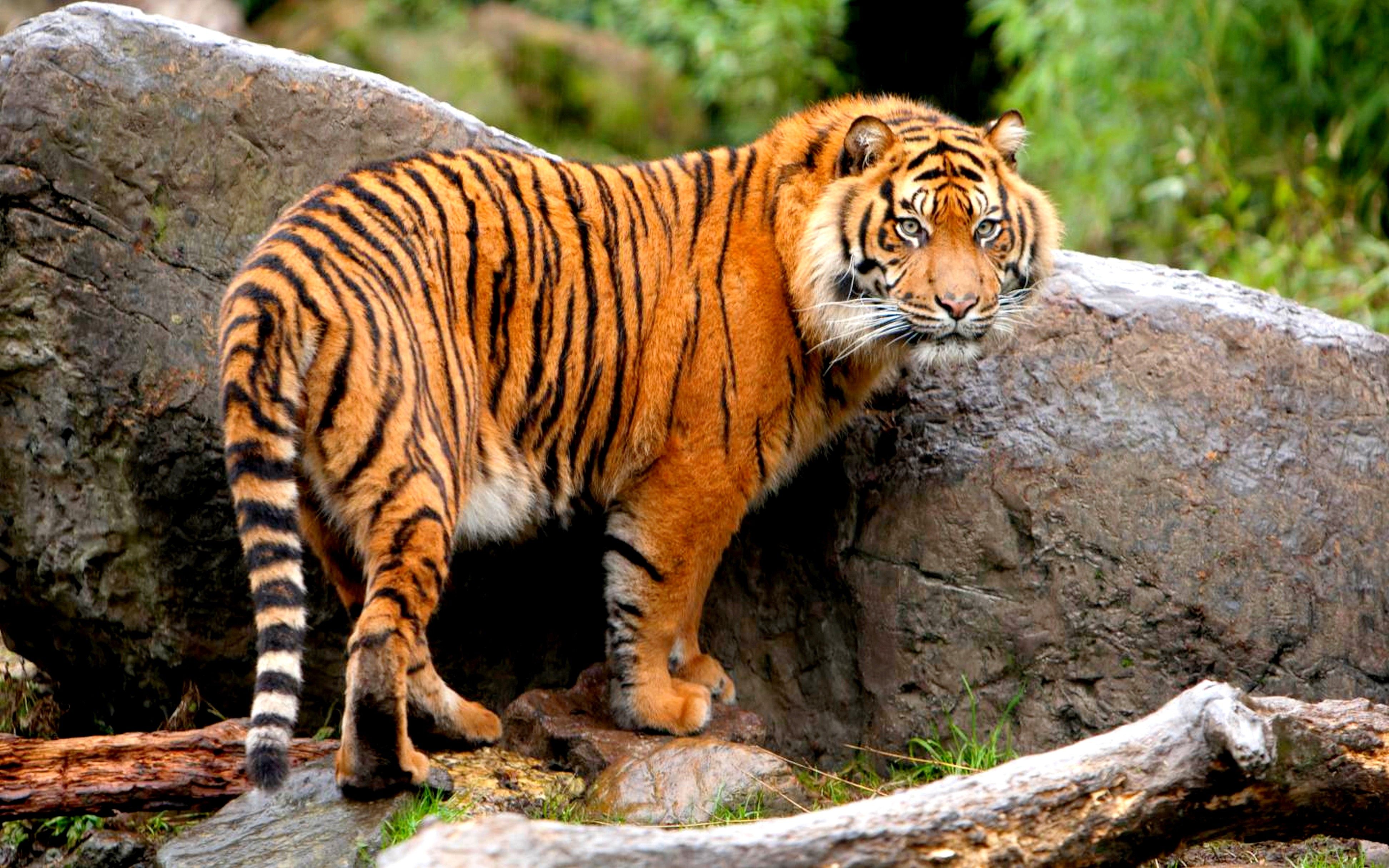 Cat Powerful Standing Predator Tiger Wild Power Stone Cats Desktop