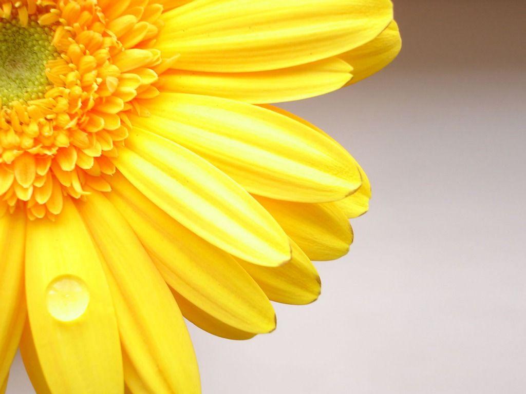 Yellow Flowers Petals image. Beautiful image HD Picture