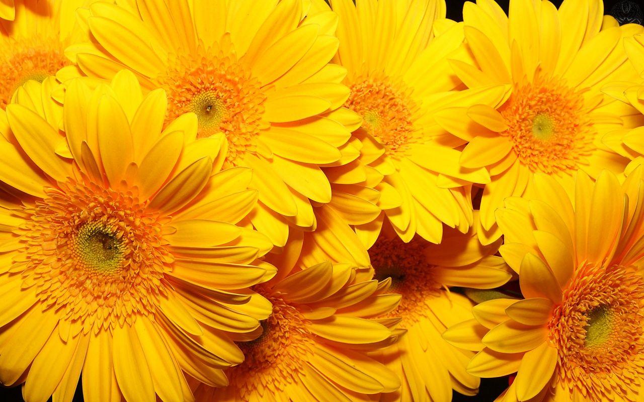 Yellow Flowers Wallpaper For Desktop