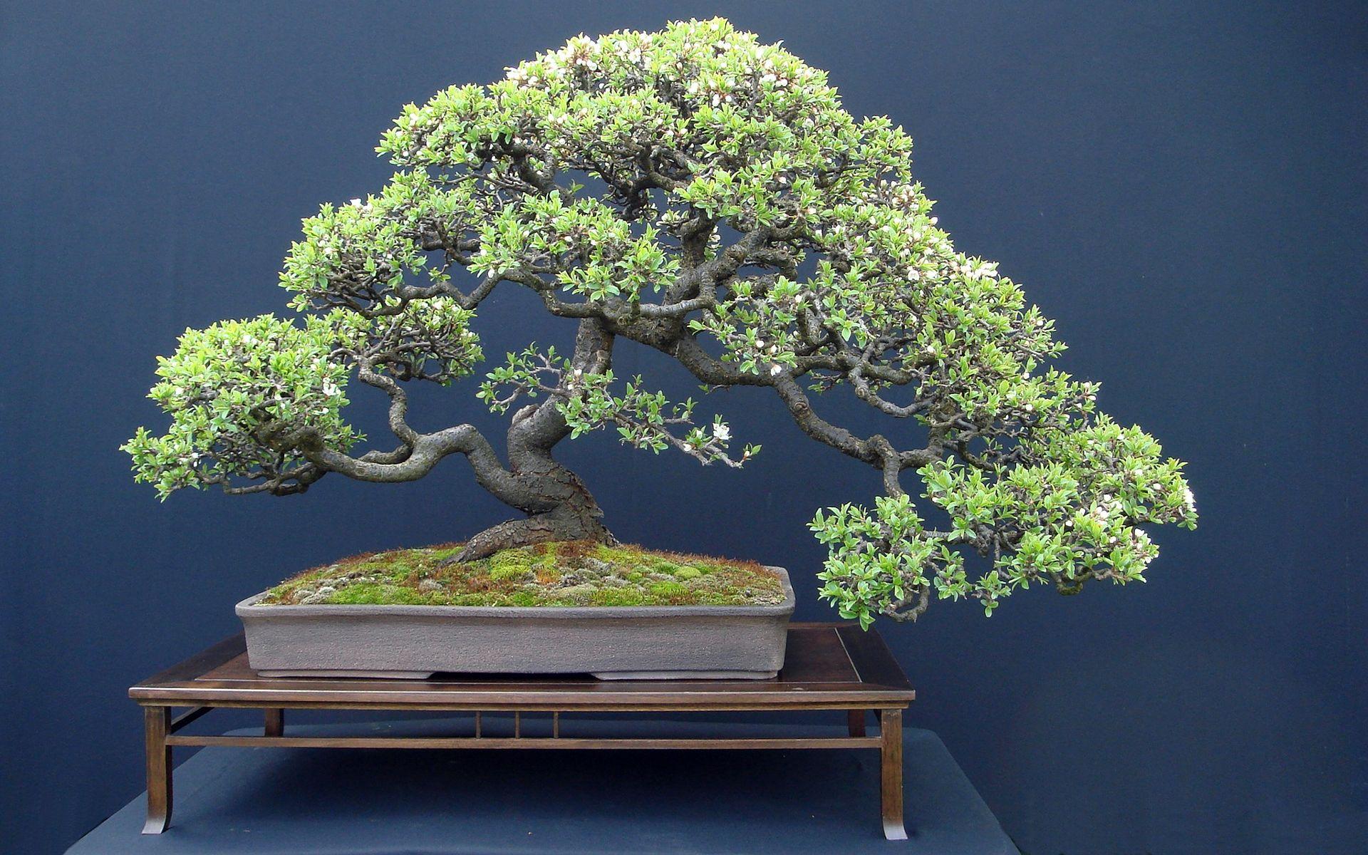 Bonsai t HD Wallpaper, Background Image