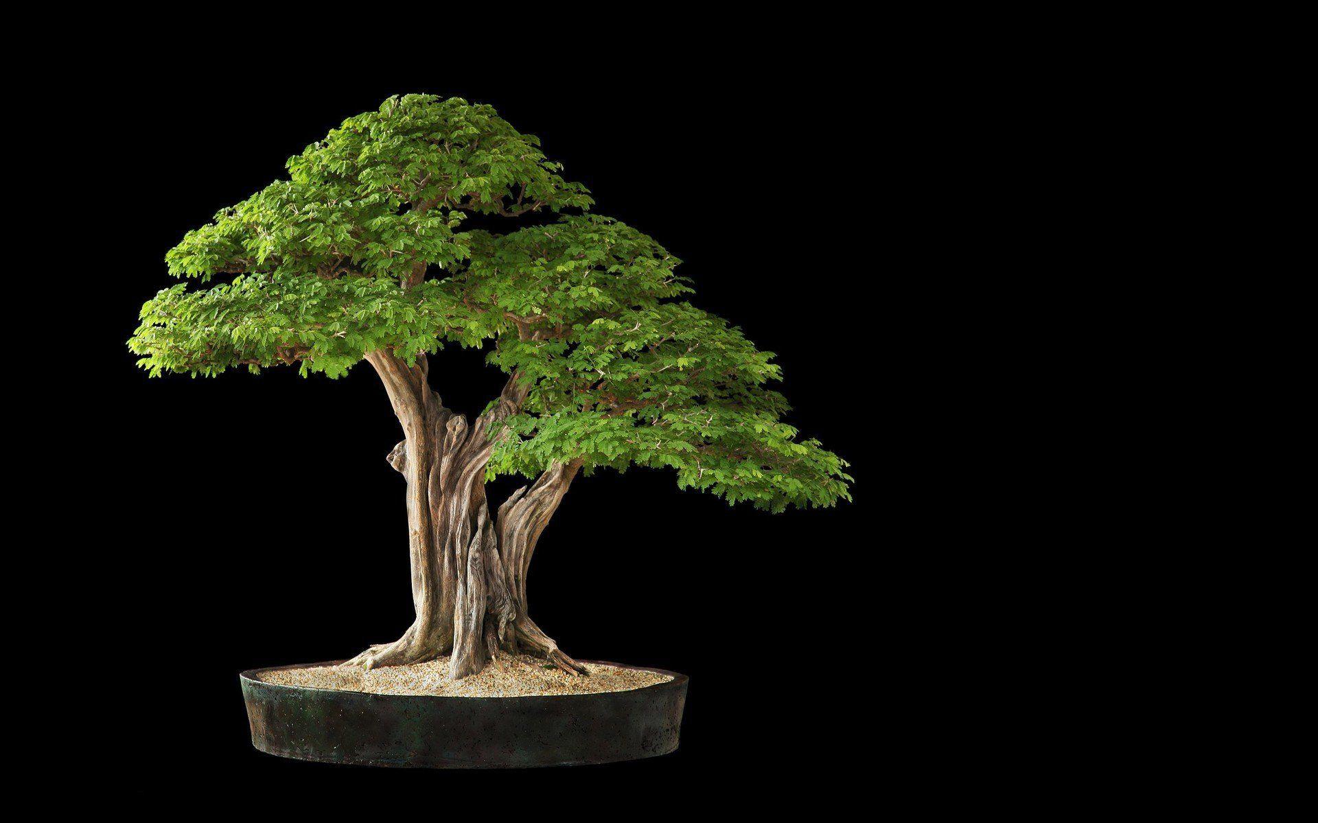 Wallpaper.wiki Free Bonsai Tree Picture PIC WPB0014028