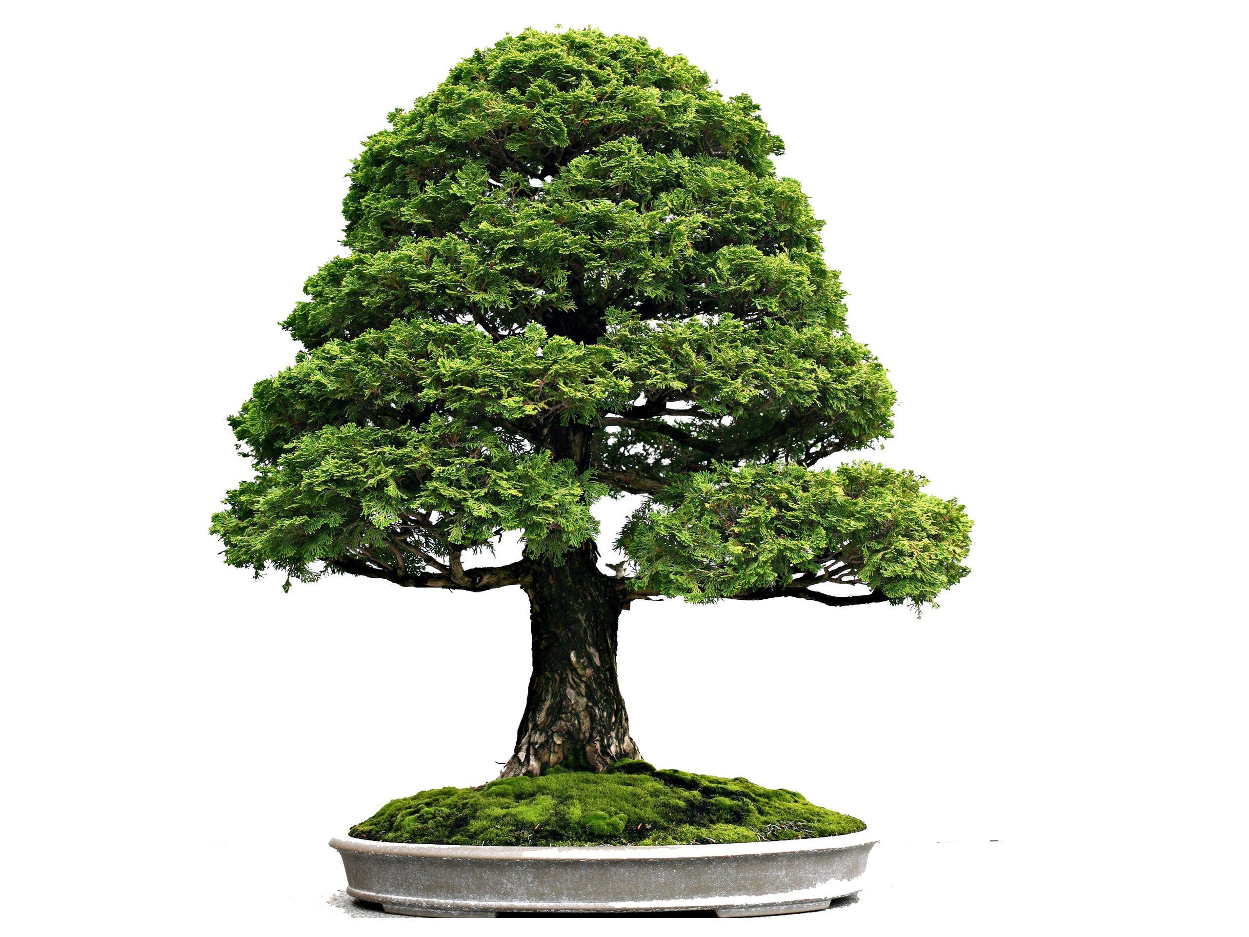 Wallpaper.wiki Bonsai Tree Desktop Background PIC WPB003826