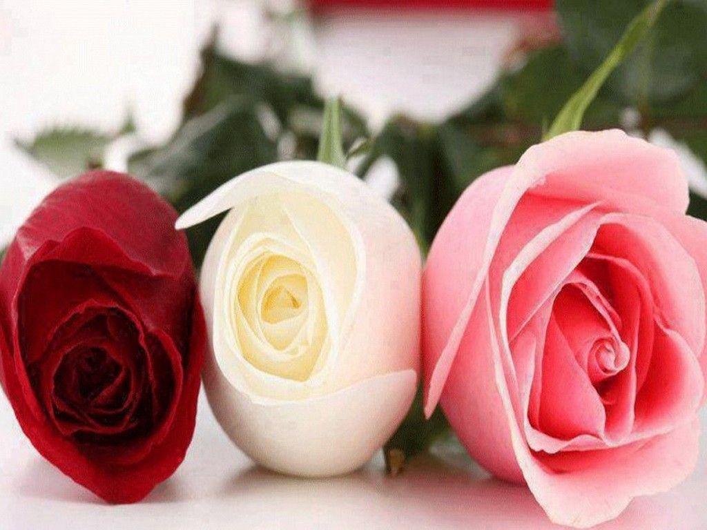Flowers: Love Roses White Flowers Joy Pink Three Red Purity Flower