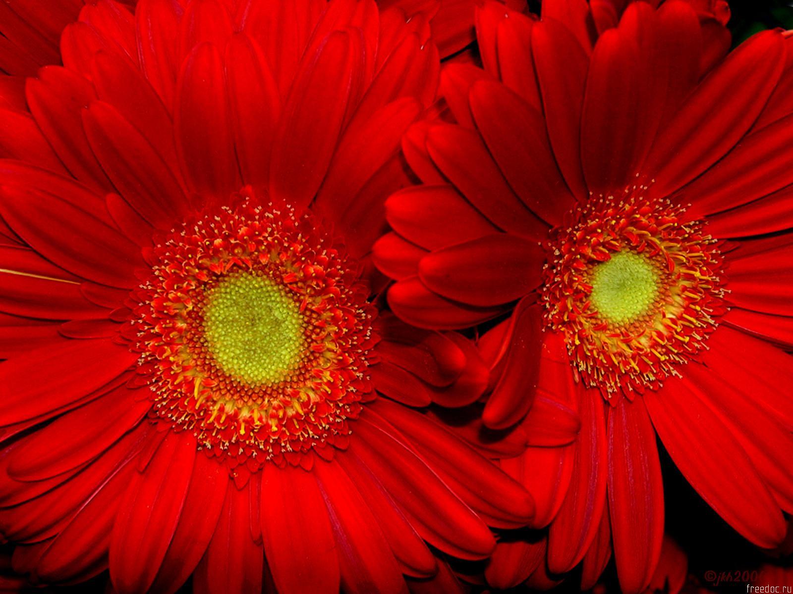 Red Flower Wallpaper Backgrounds Free Download > SubWallpapers