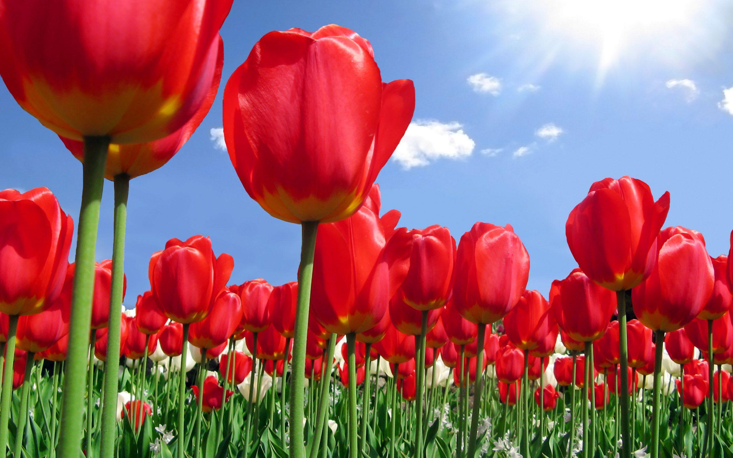 Beautiful Red Tulips Flowers Wallpaper Backgrounds