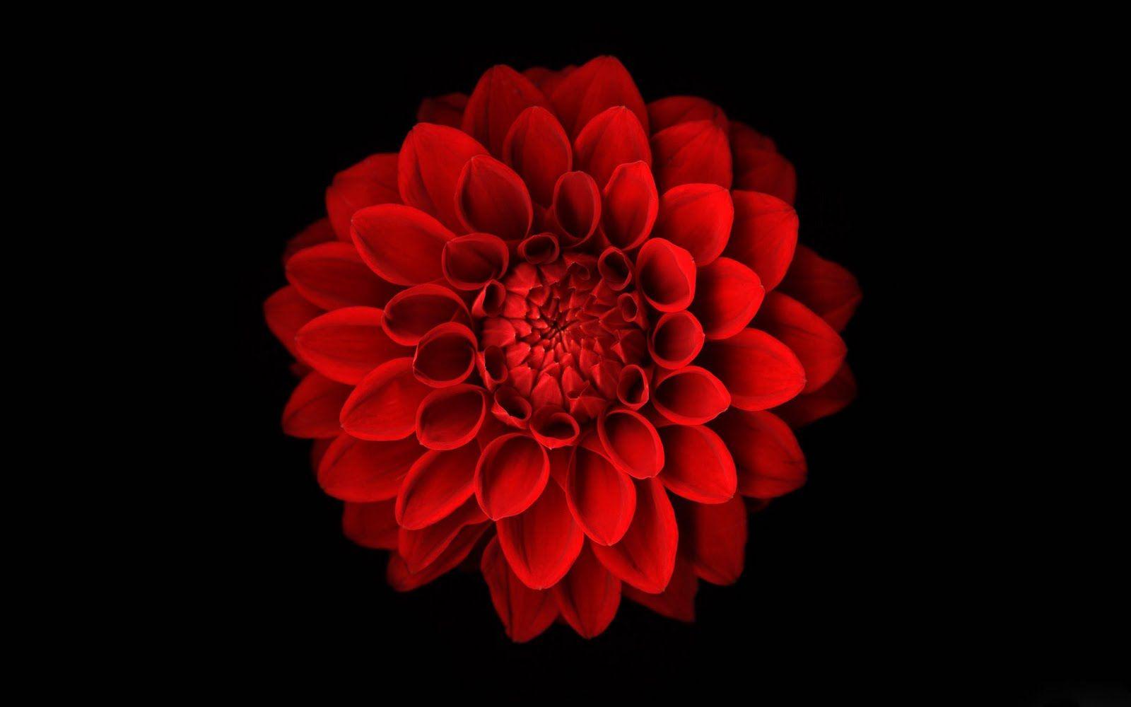 Black And Red Flower Iphone Wallpaper Background Wallpaper PIC