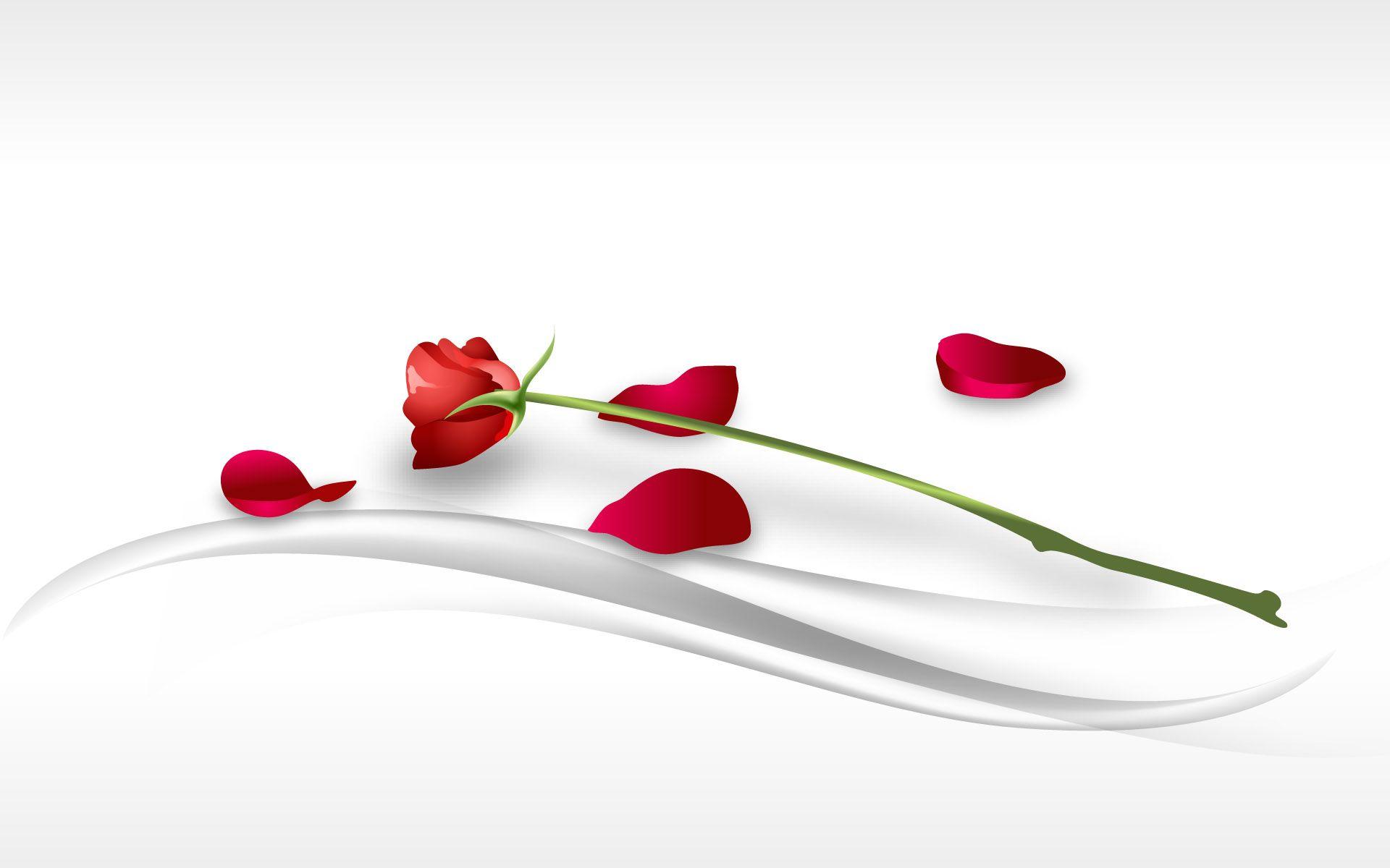 red rose Full HD Wallpapers and Backgrounds Image