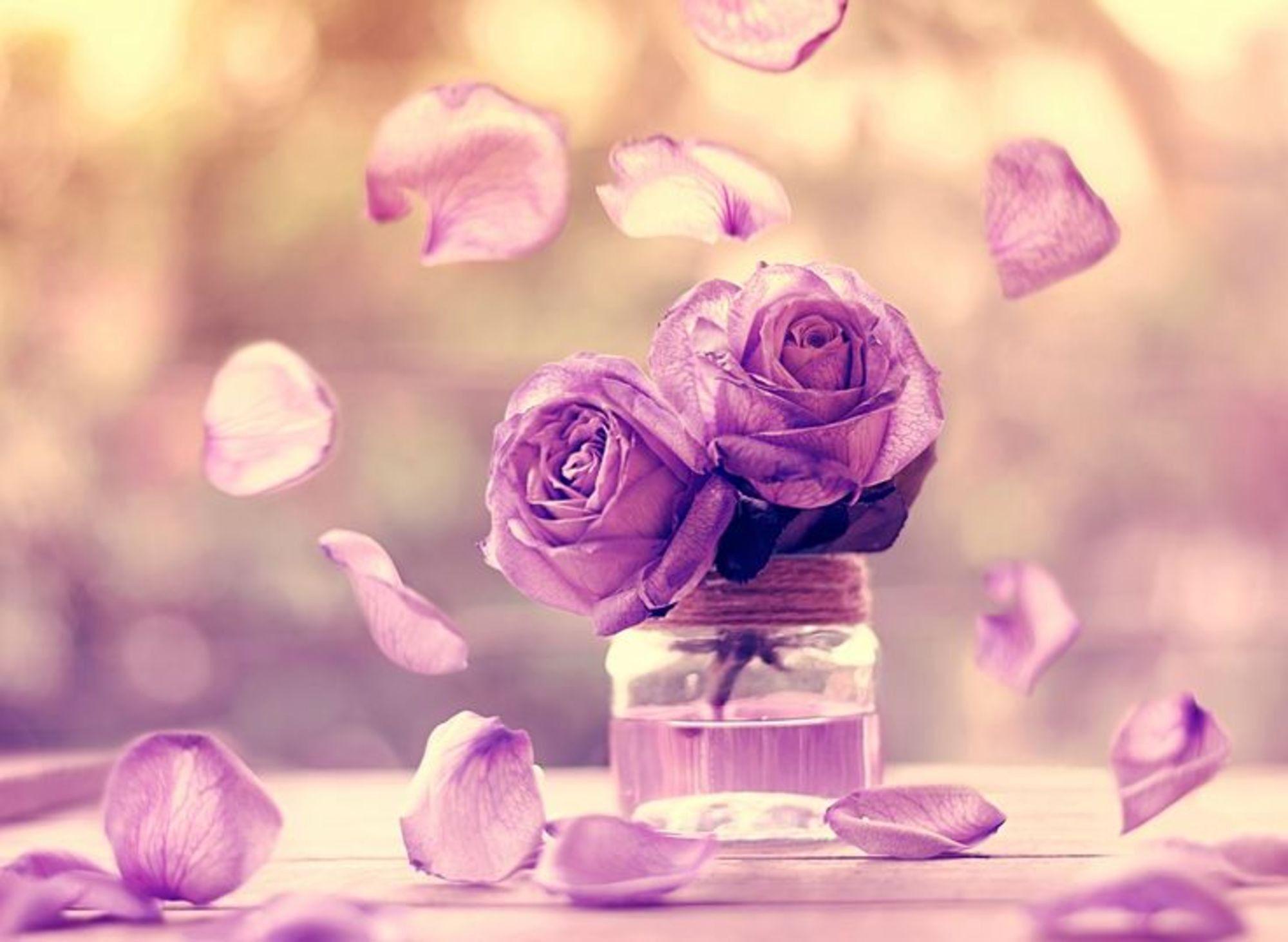 Flowers: Romance Op Beautiful Life Petals Vase Pink Roses High