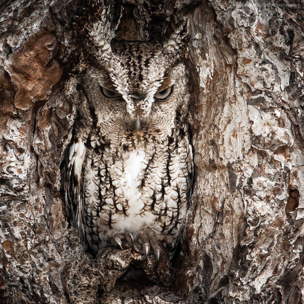 Wallpaper National Geographic, 4k, HD wallpaper, Owl, Hidden, Tree