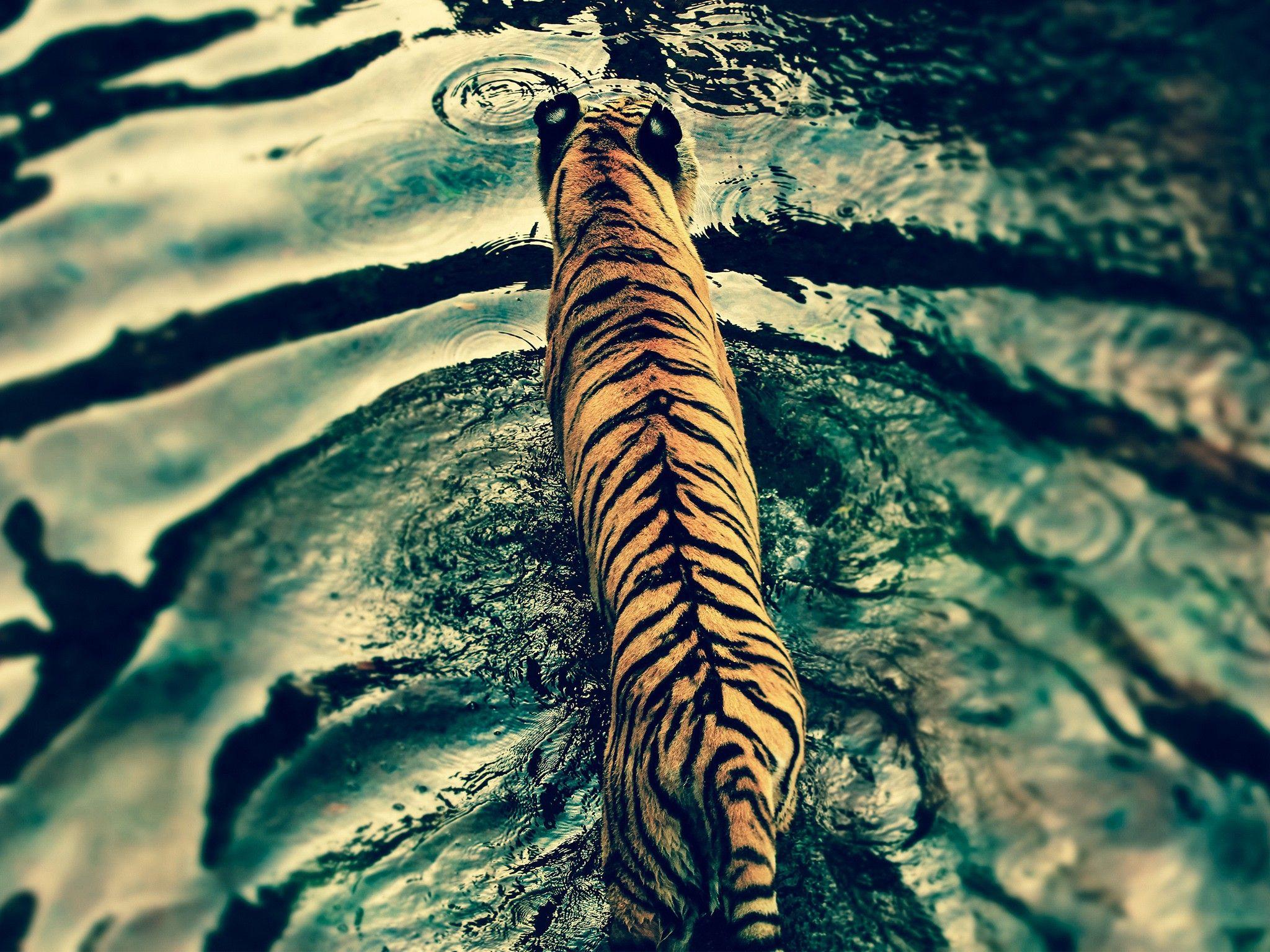 Tiger in Disney's Animal Kingdom HD Wallpaper Free Download at