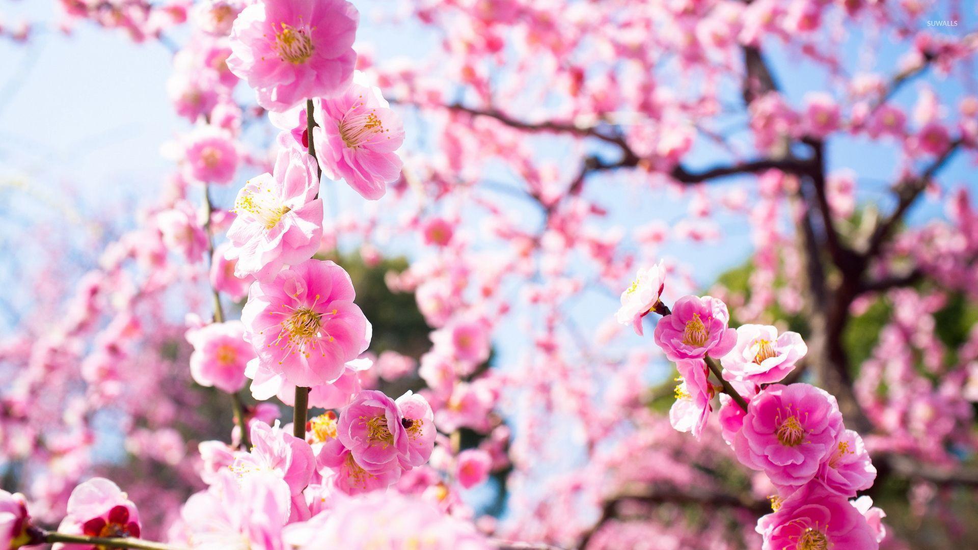 Pink blossoms in the light wallpaper wallpaper