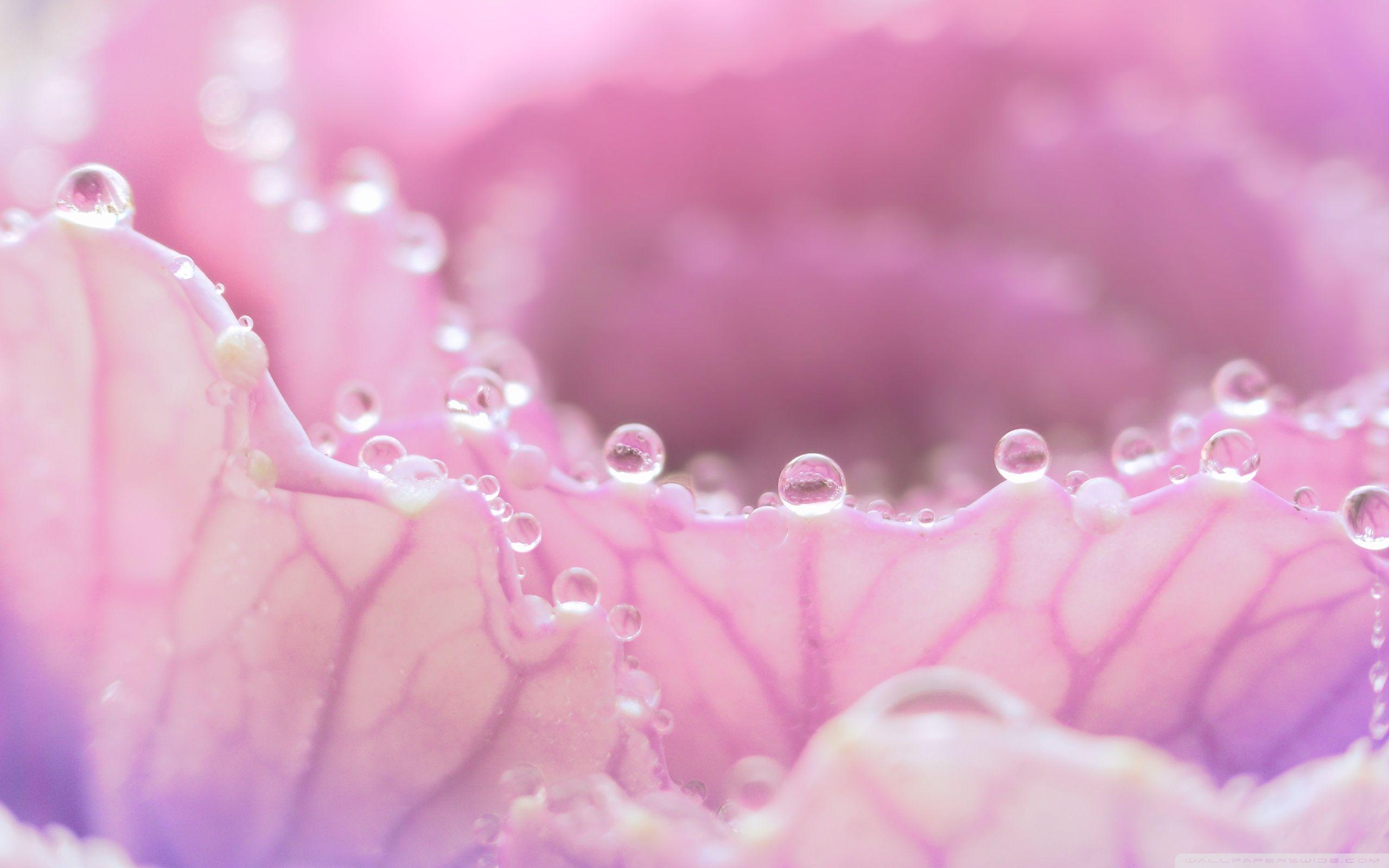 Morning Dew On Pink Flower ❤ 4K HD Desktop Wallpaper for 4K Ultra