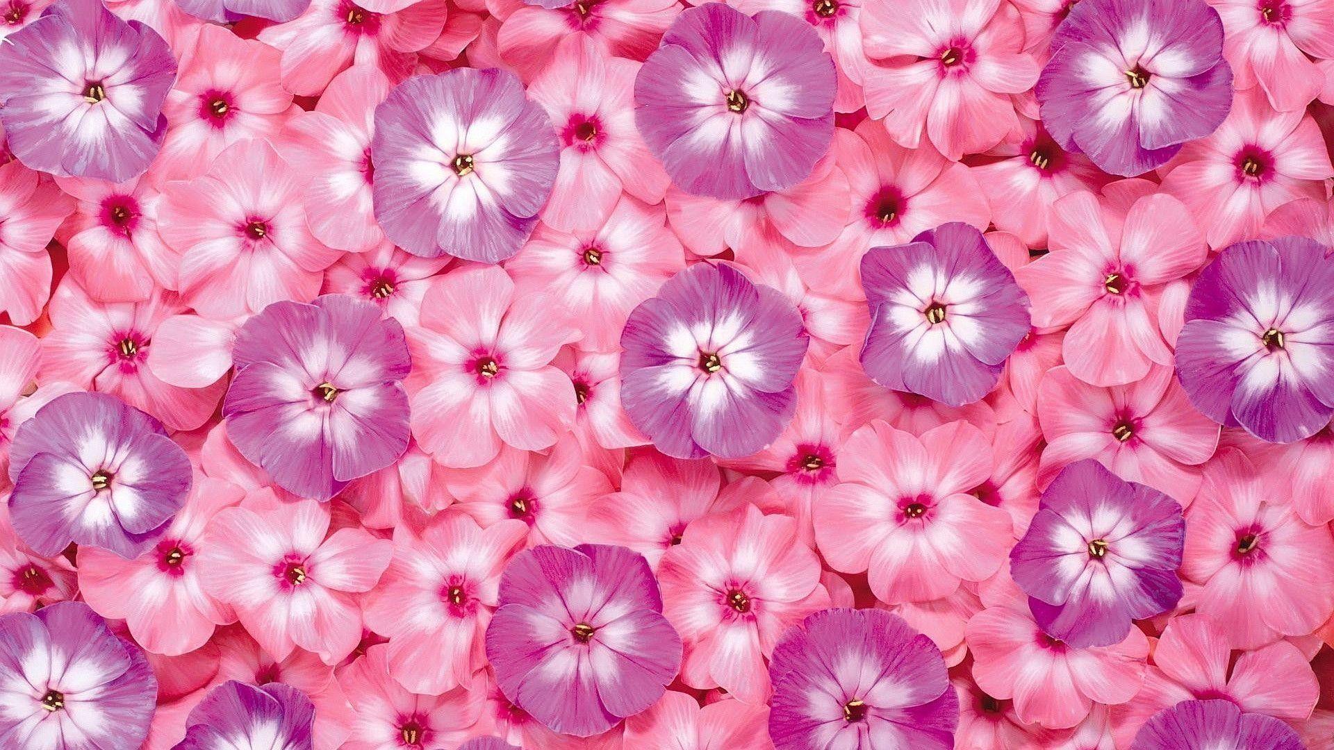 Pink Flower Wallpaper Background